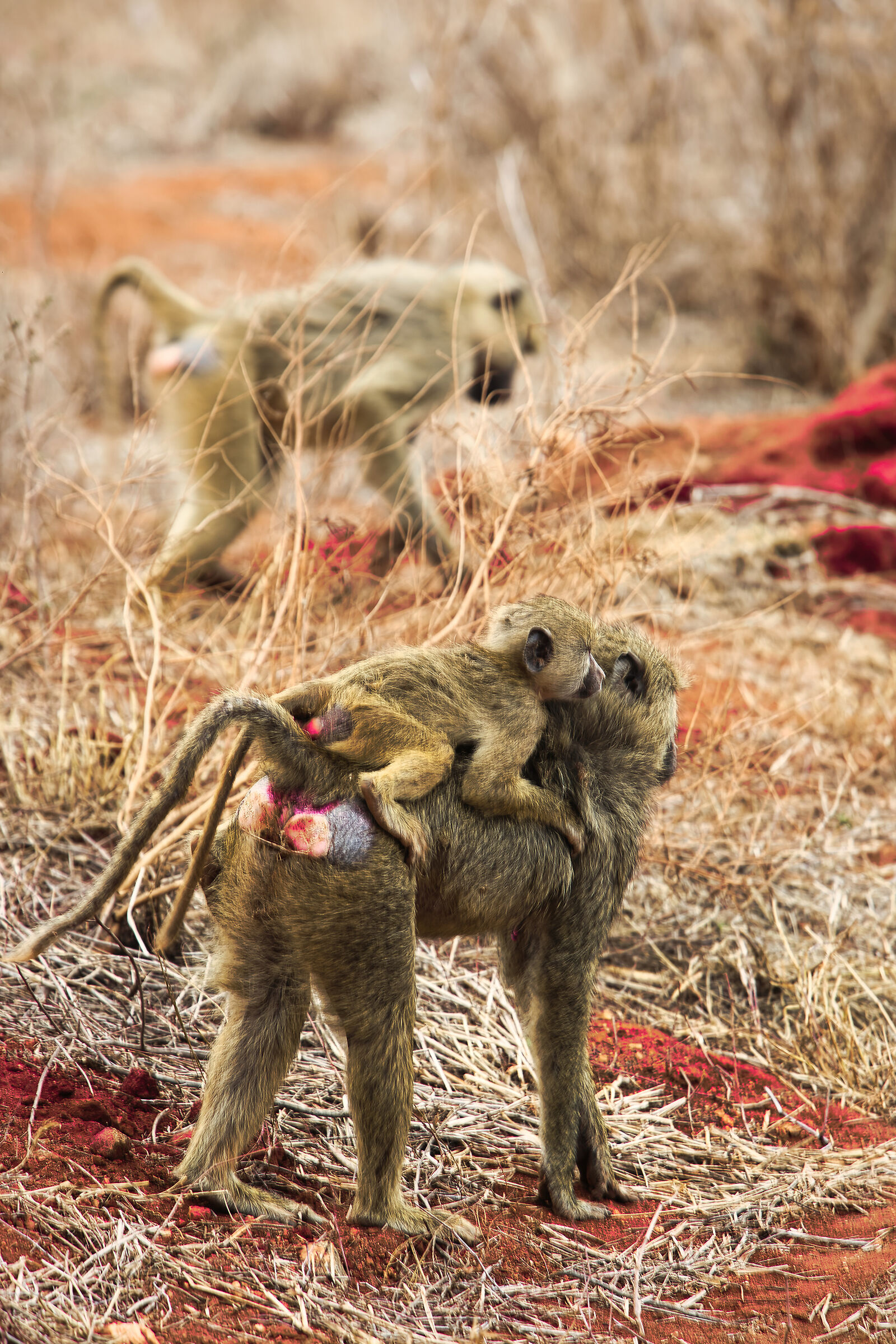 Tsavo Est - Kenya