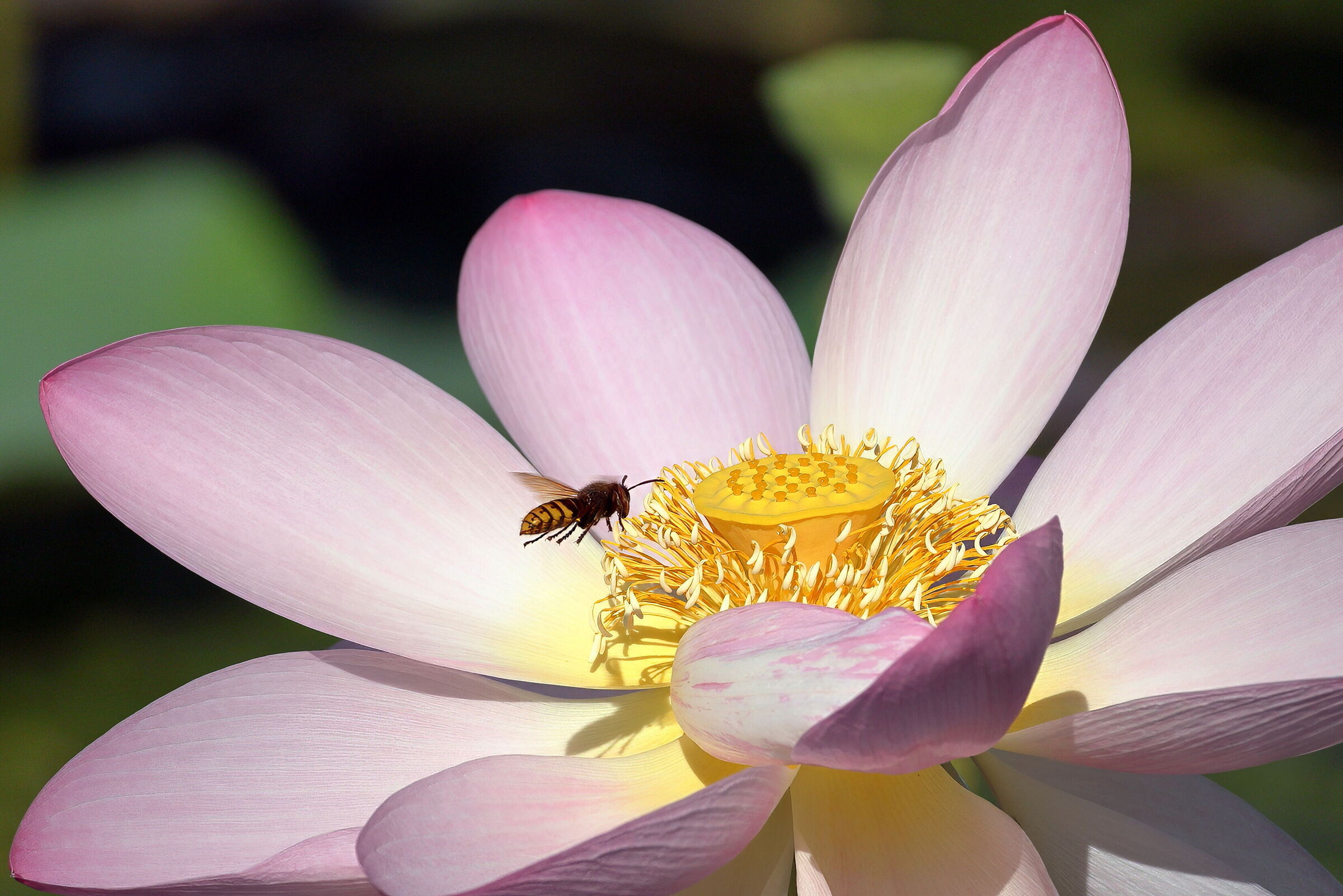 Vespa su fiore di Loto