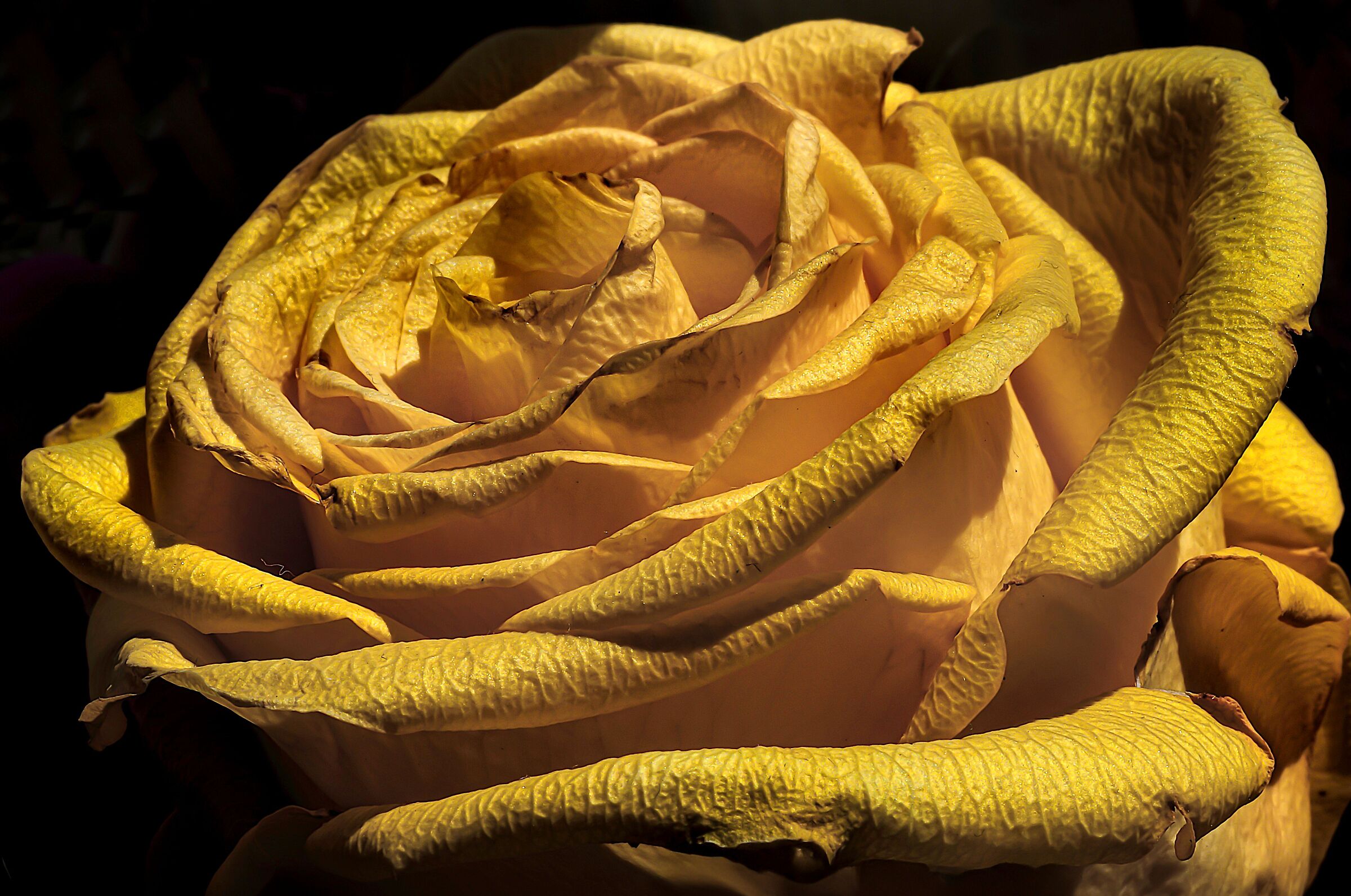 Una rosa gialla