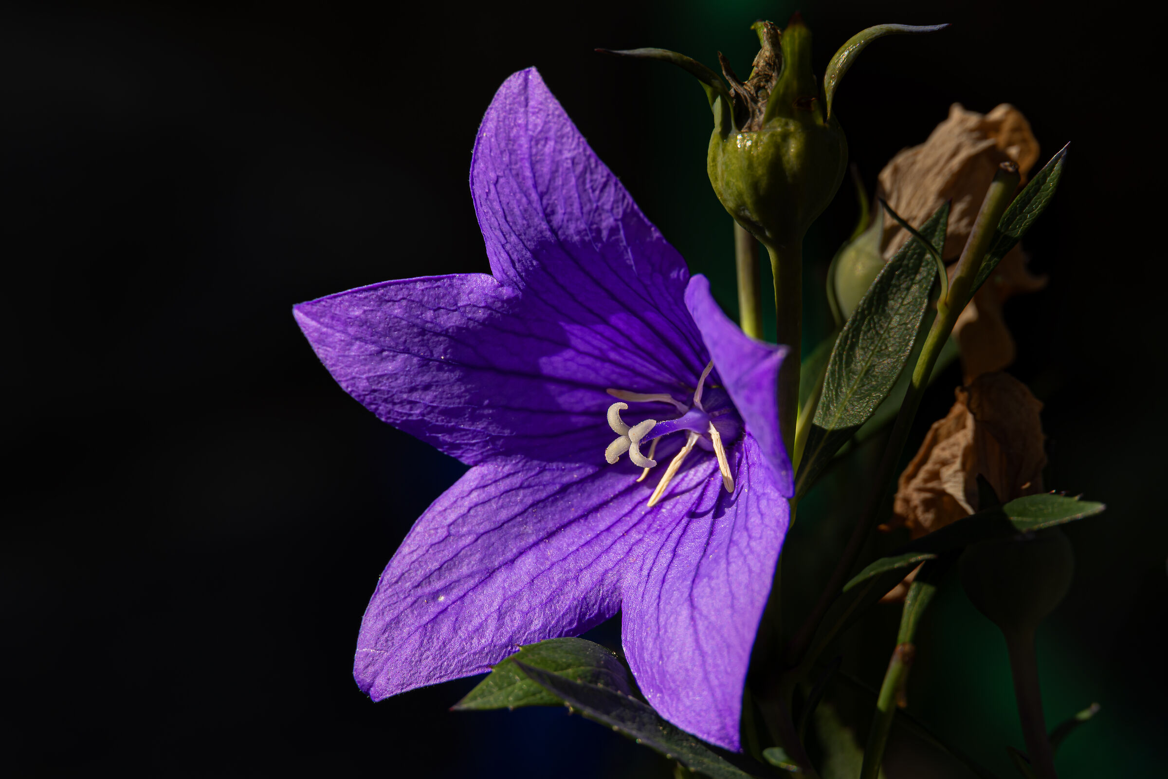 Platycodon grandifloris