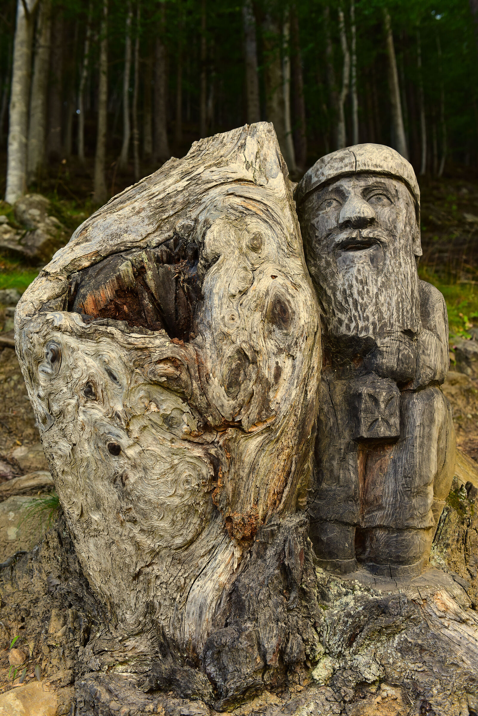 un gnometto nel bosco....