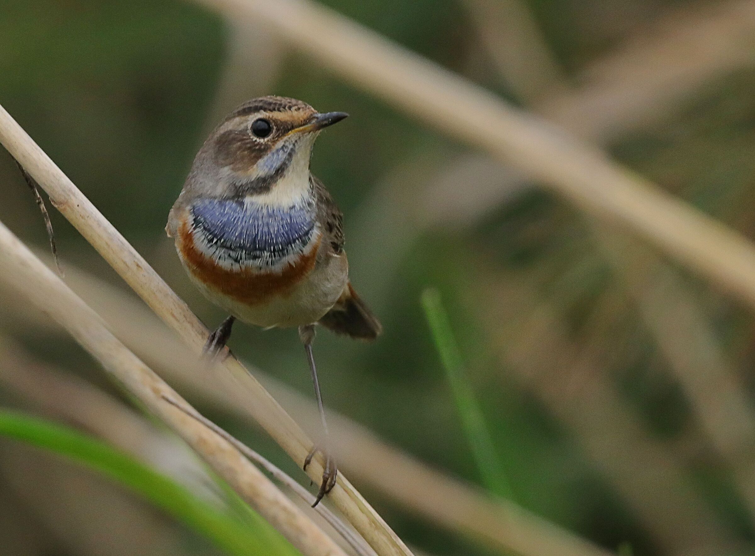 Bluethroat