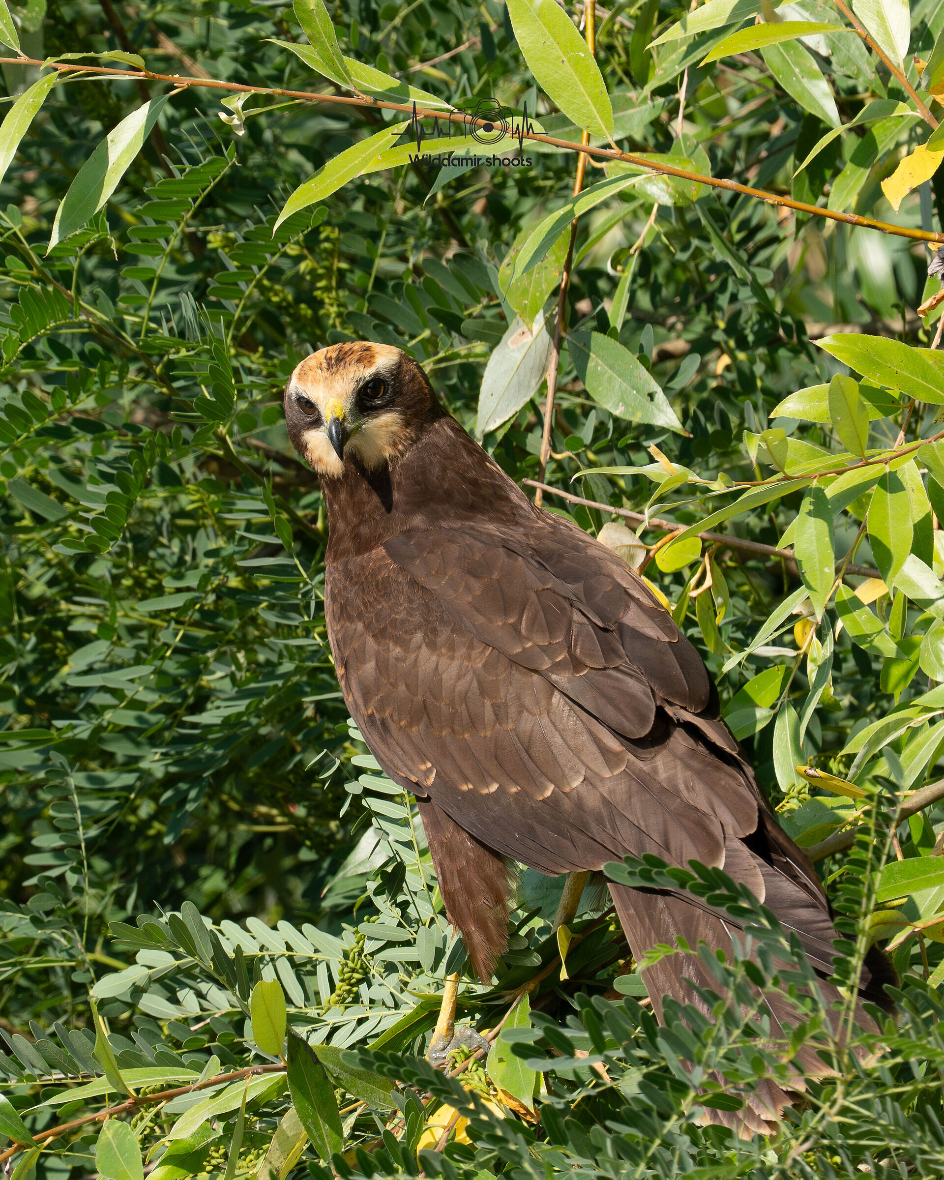 Marsh Harrier