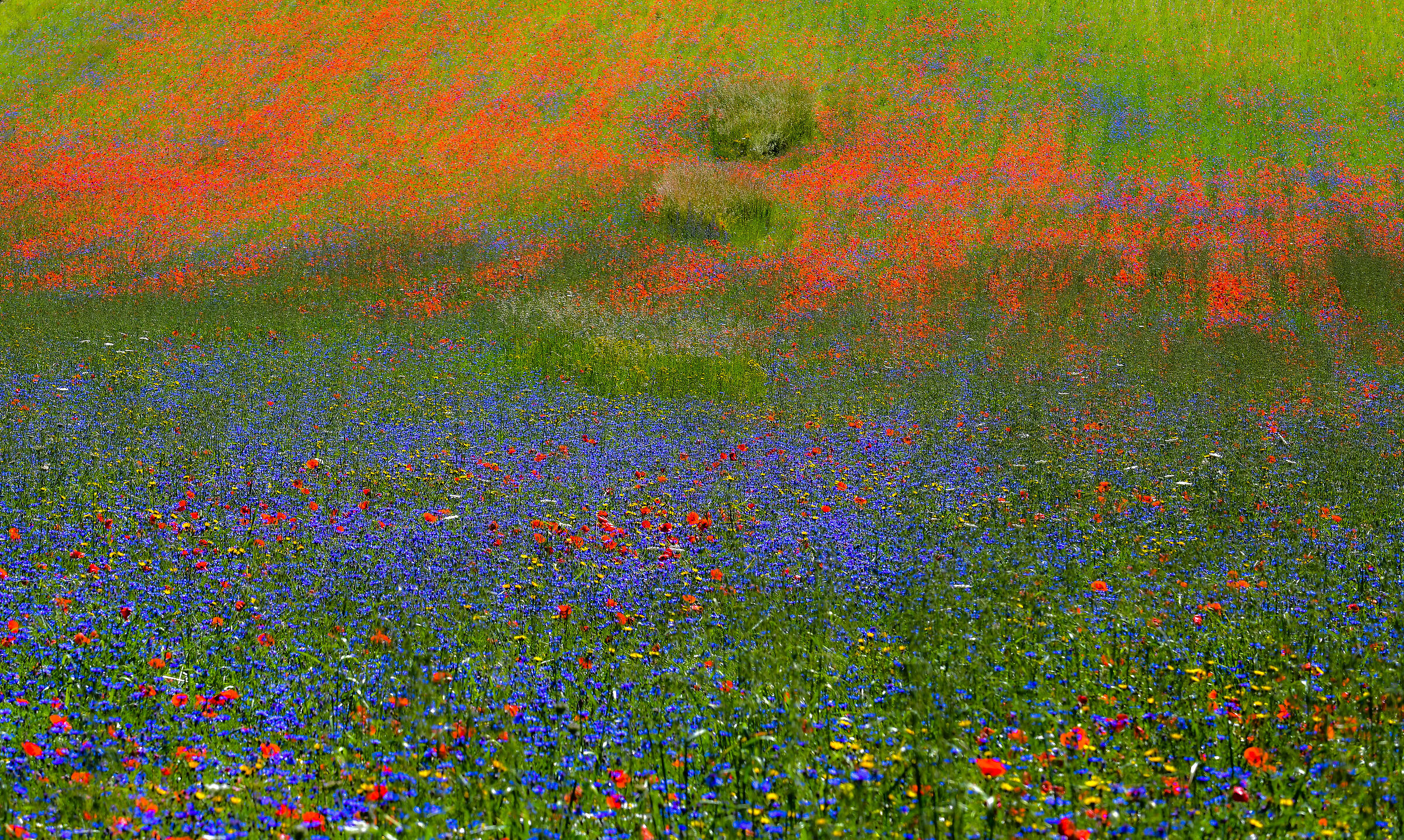 Castelluccio di Norcia (Pg).