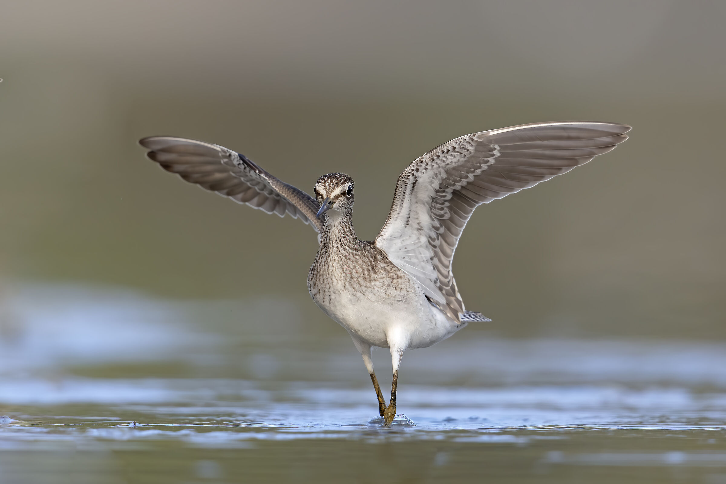 Wood Sandpiper