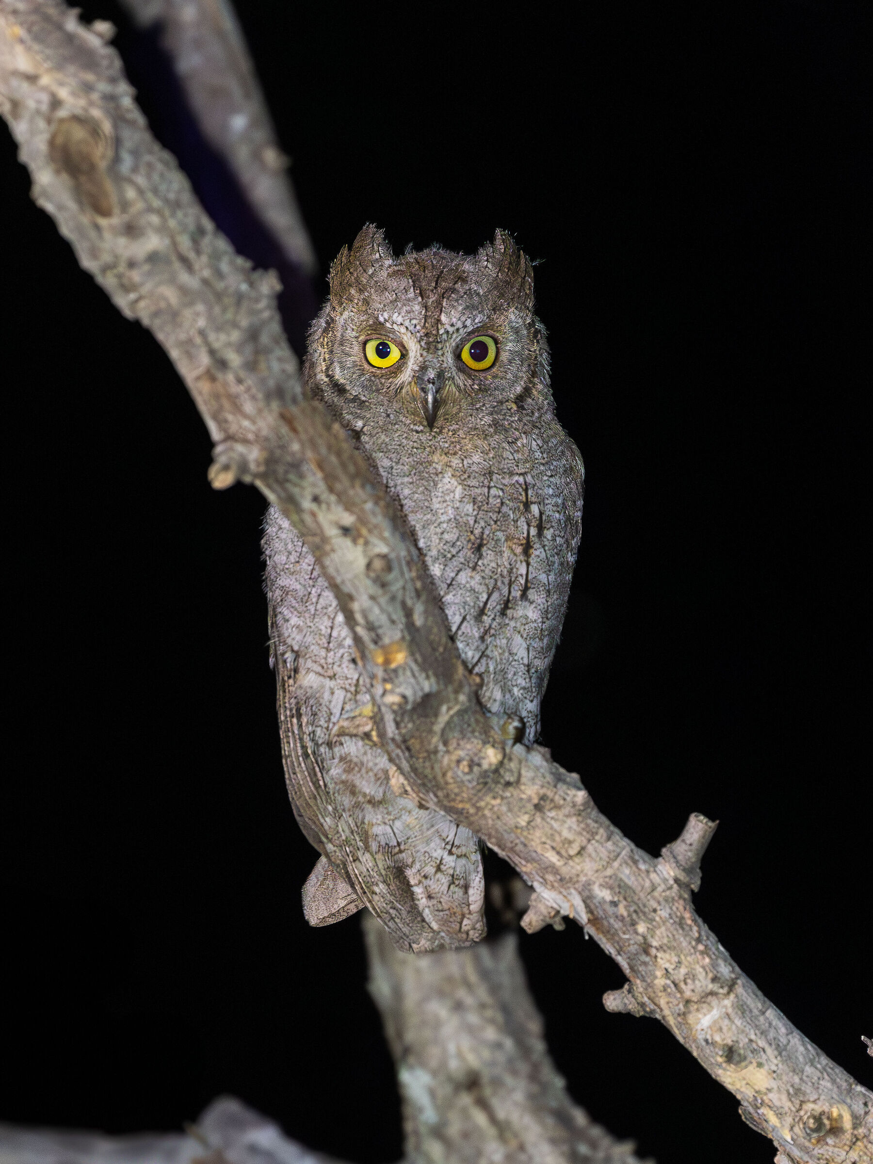 Scops owl