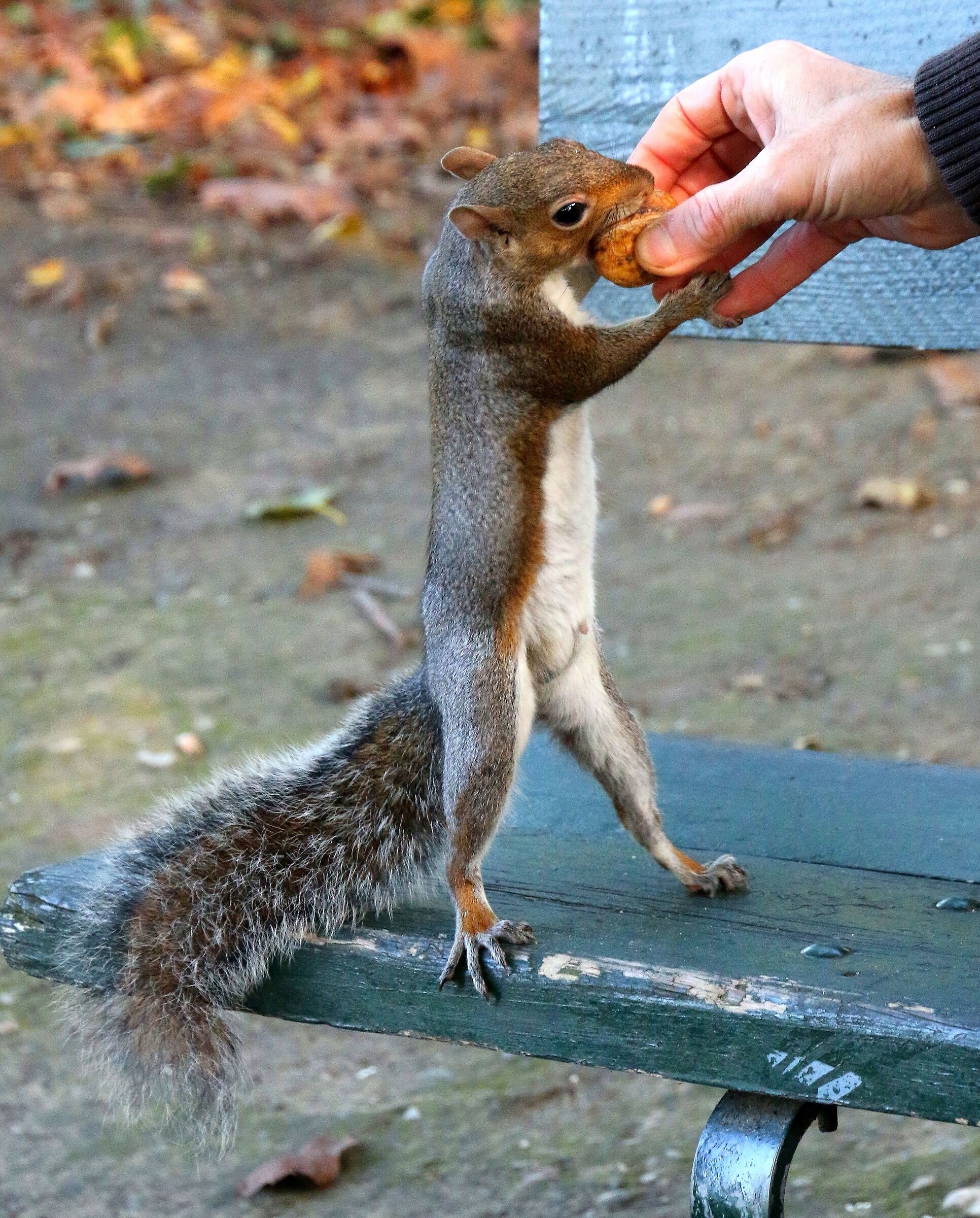 Scoiattolo intraprendente ...