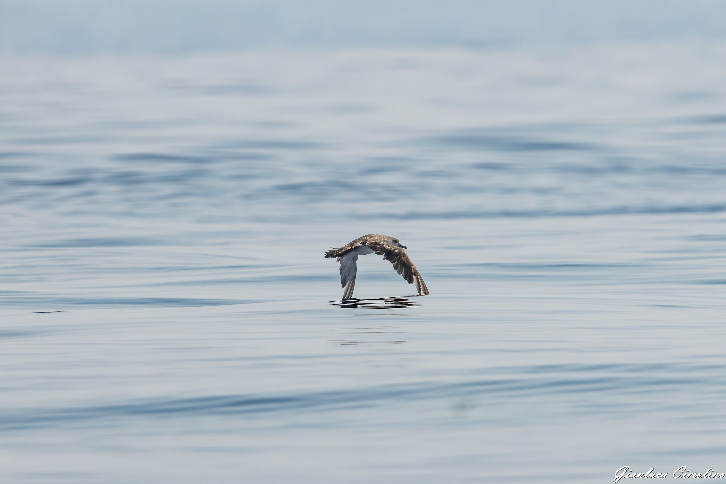 Berta Minore, Puffinus Yelkouan