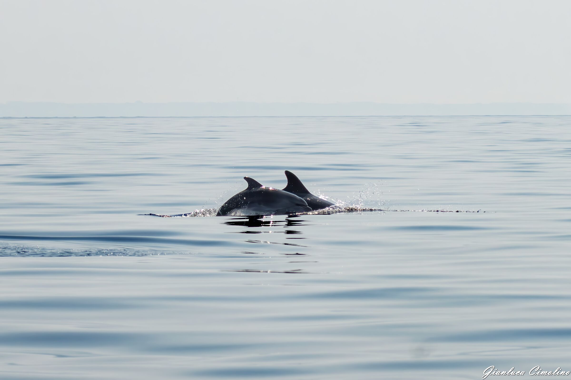 Tursiopi, madre e cucciolo, Tursiops Truncatus