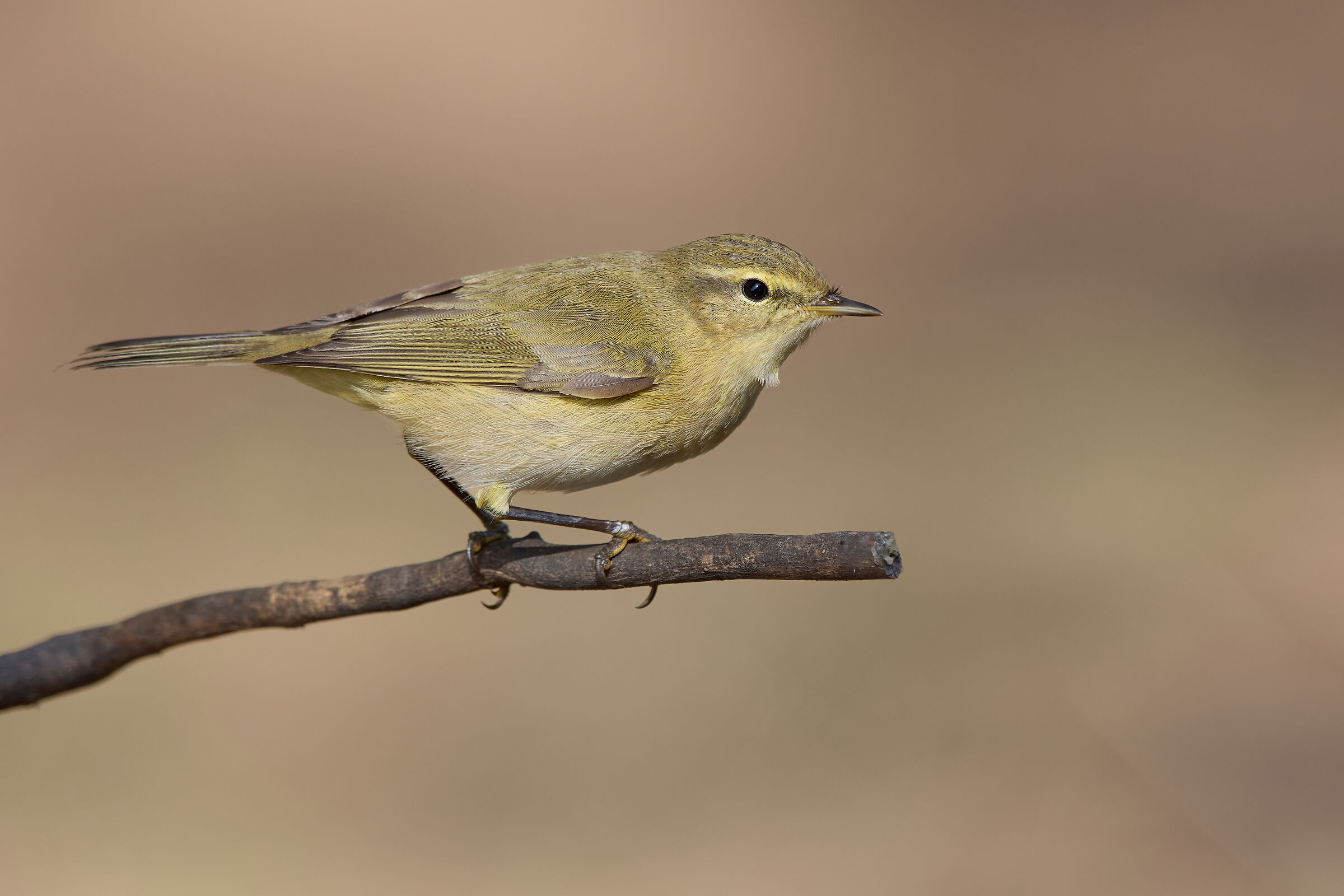 Chiffchaff iberico