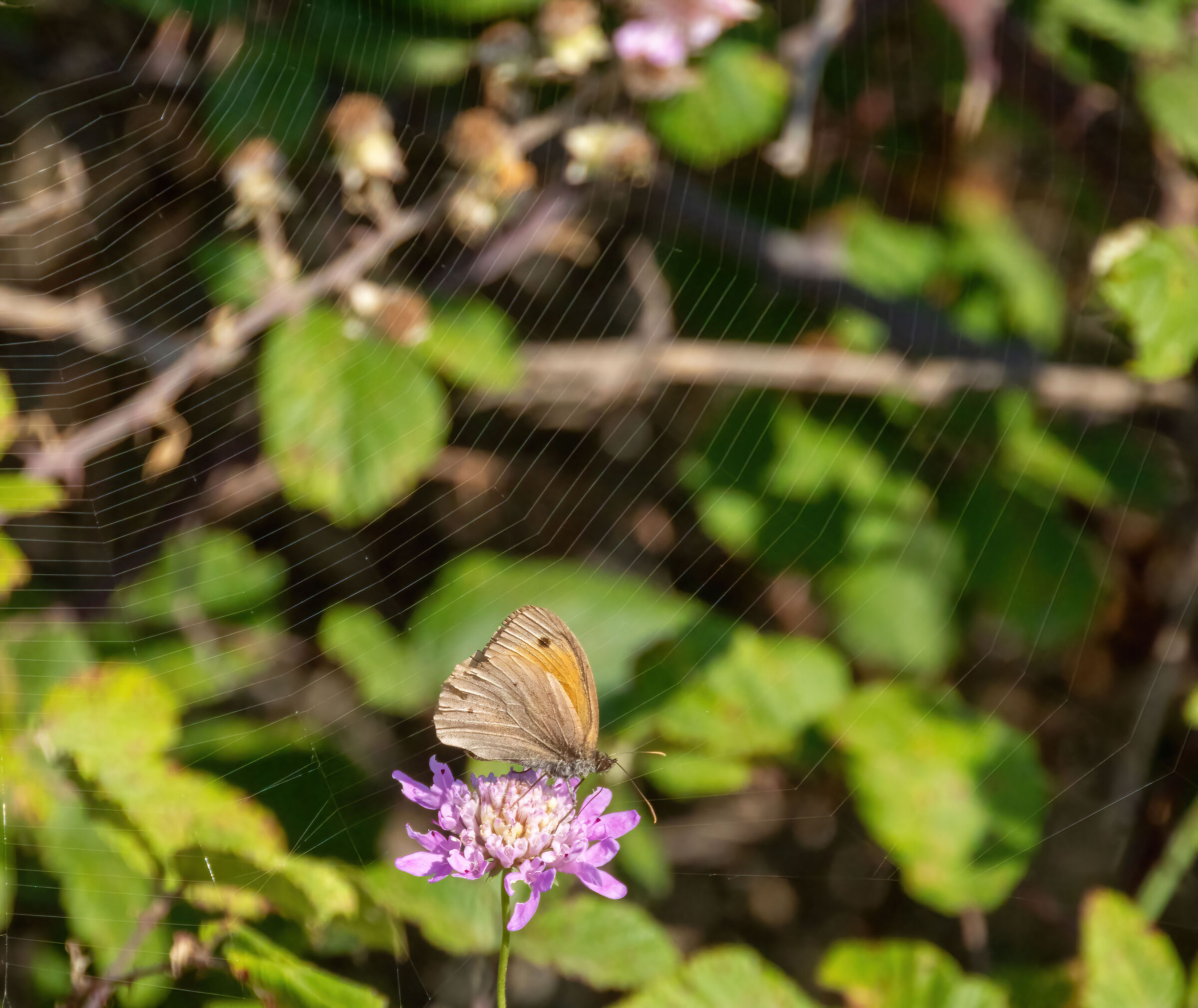 the spider and the butterfly