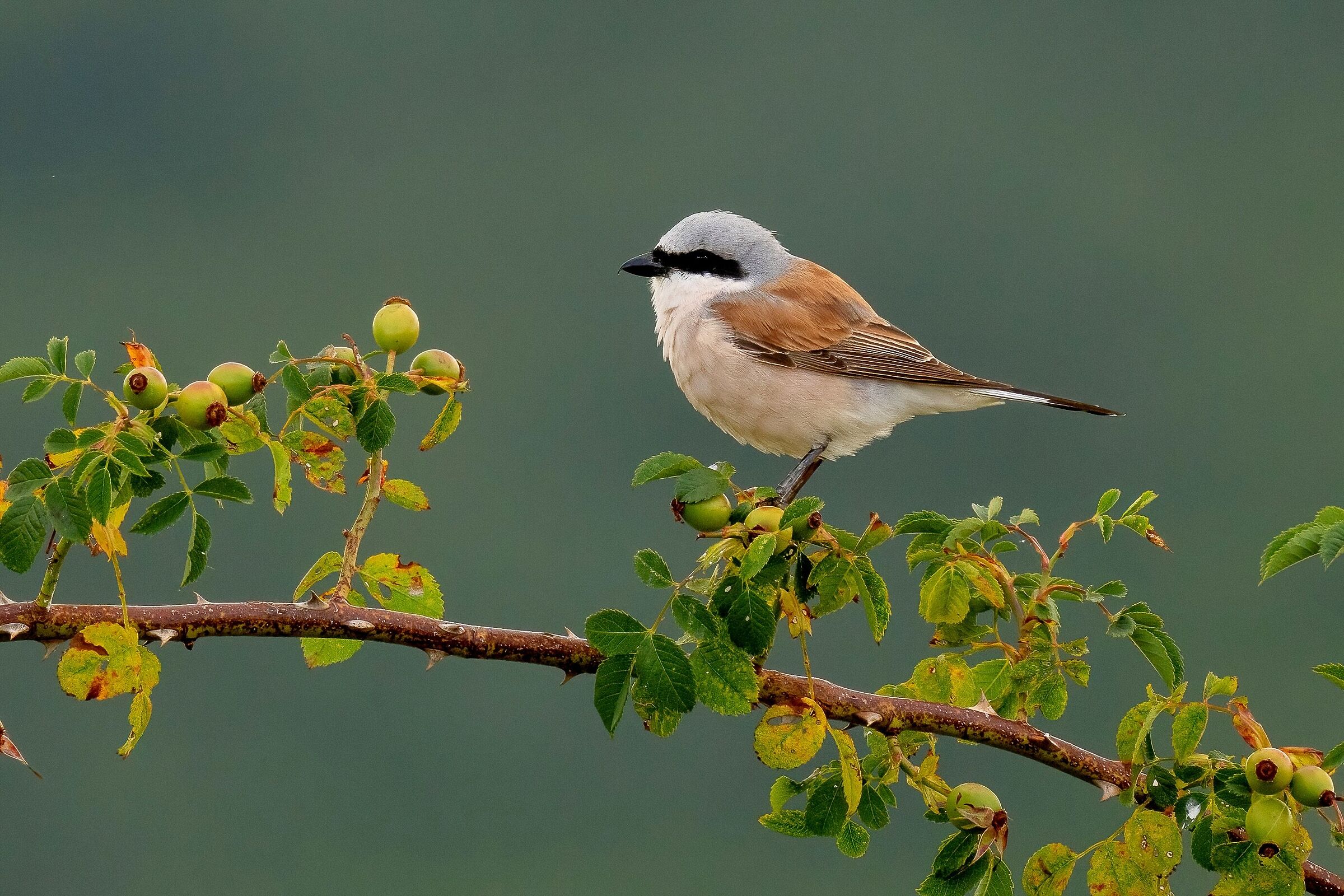 Averla piccola (Lanius collurio)