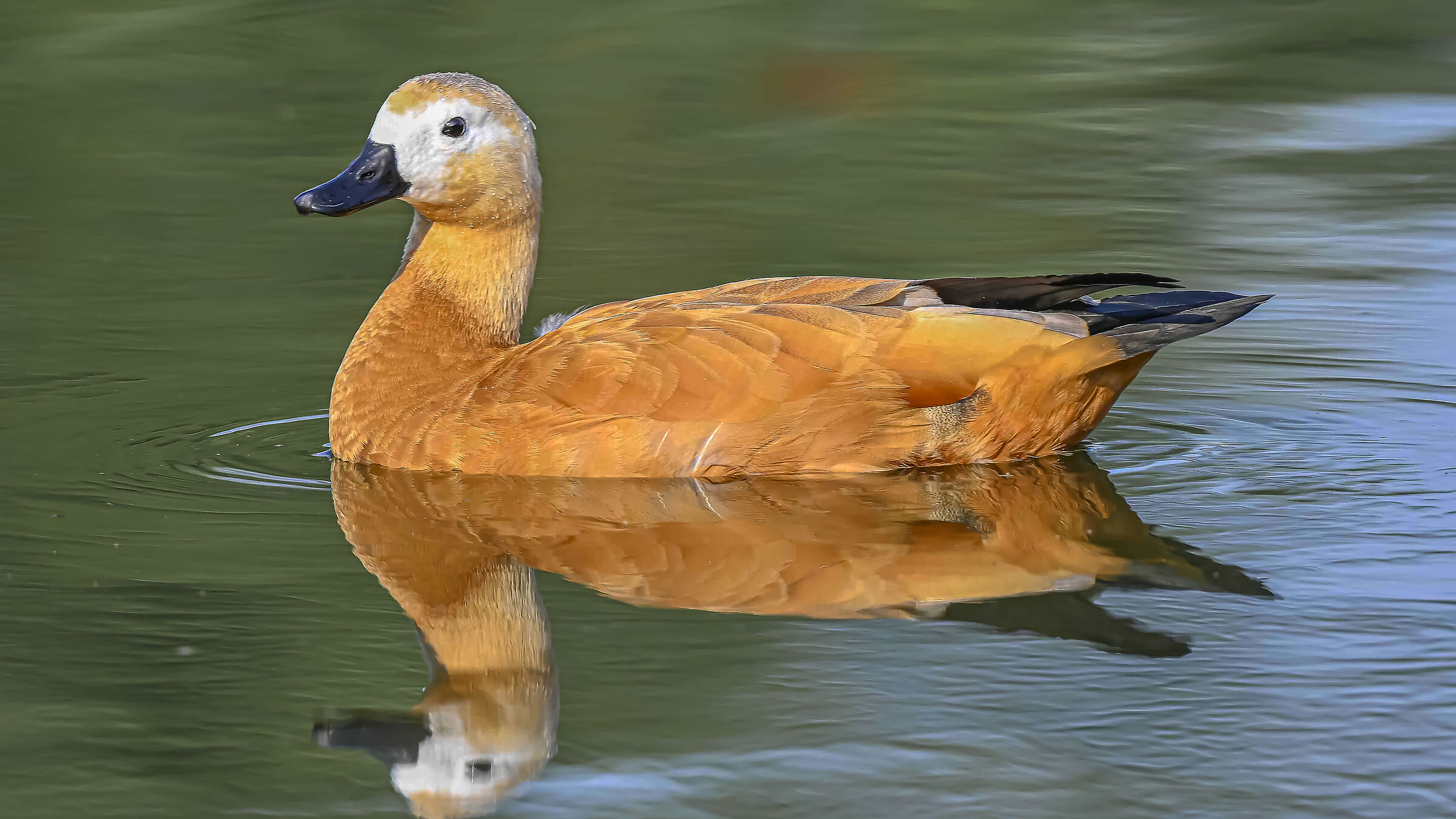 Casarca Duck