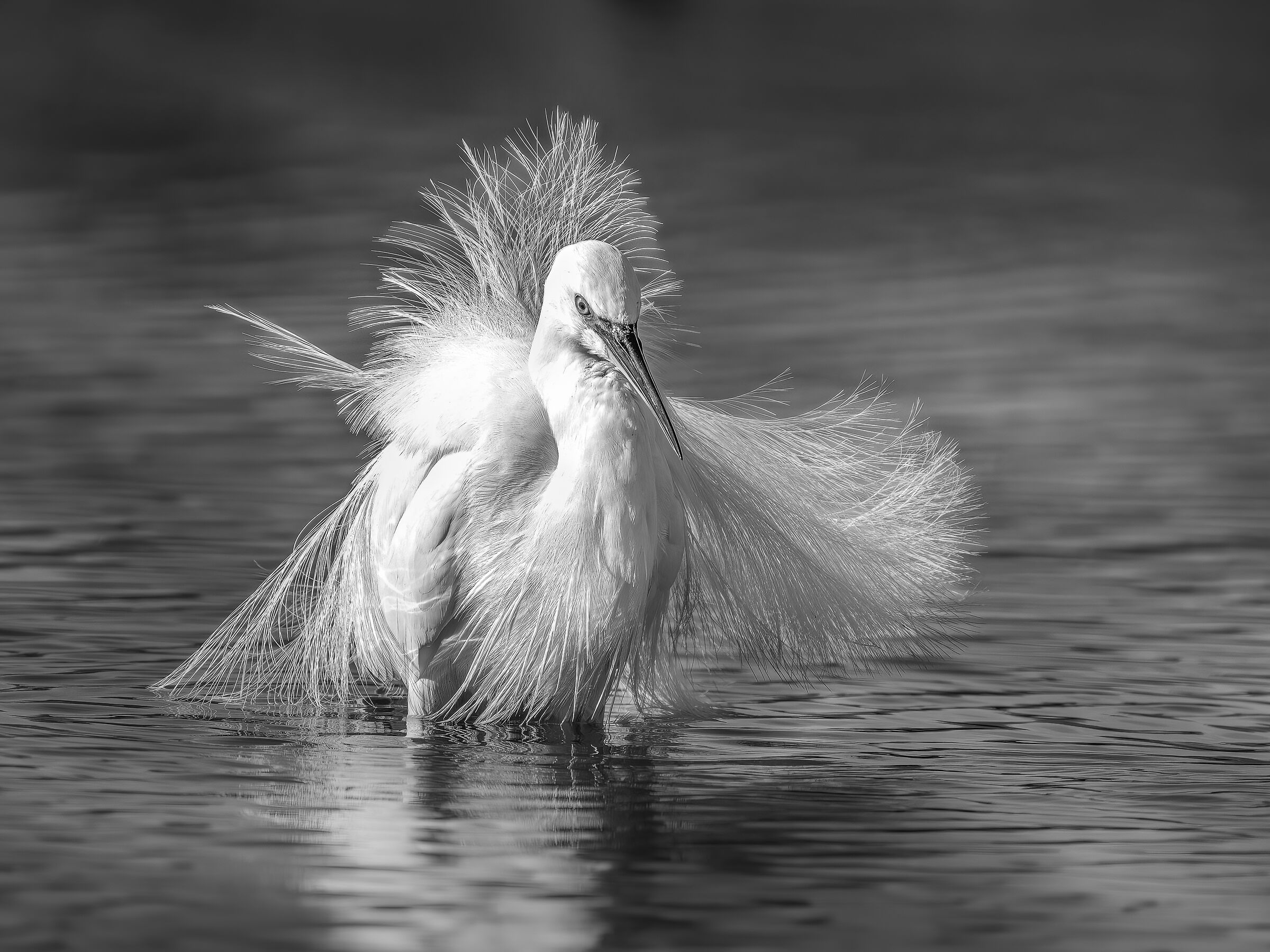 Garzetta in Abito Nuziale