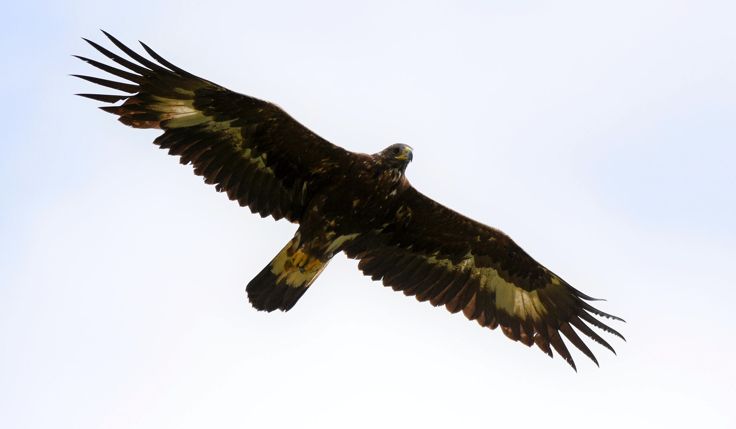Aquila reale (Aquila chrysaetos)