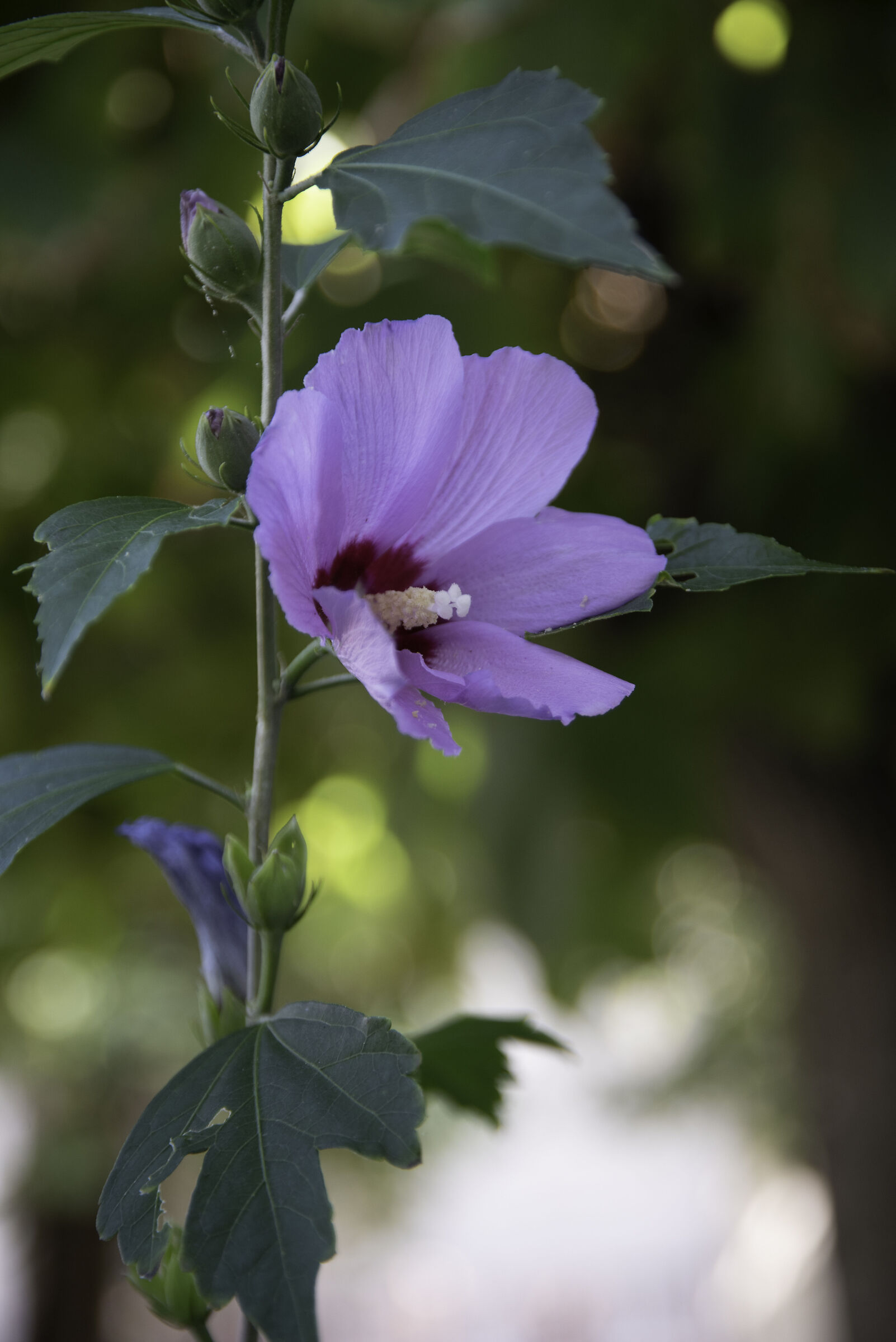 Flower 4