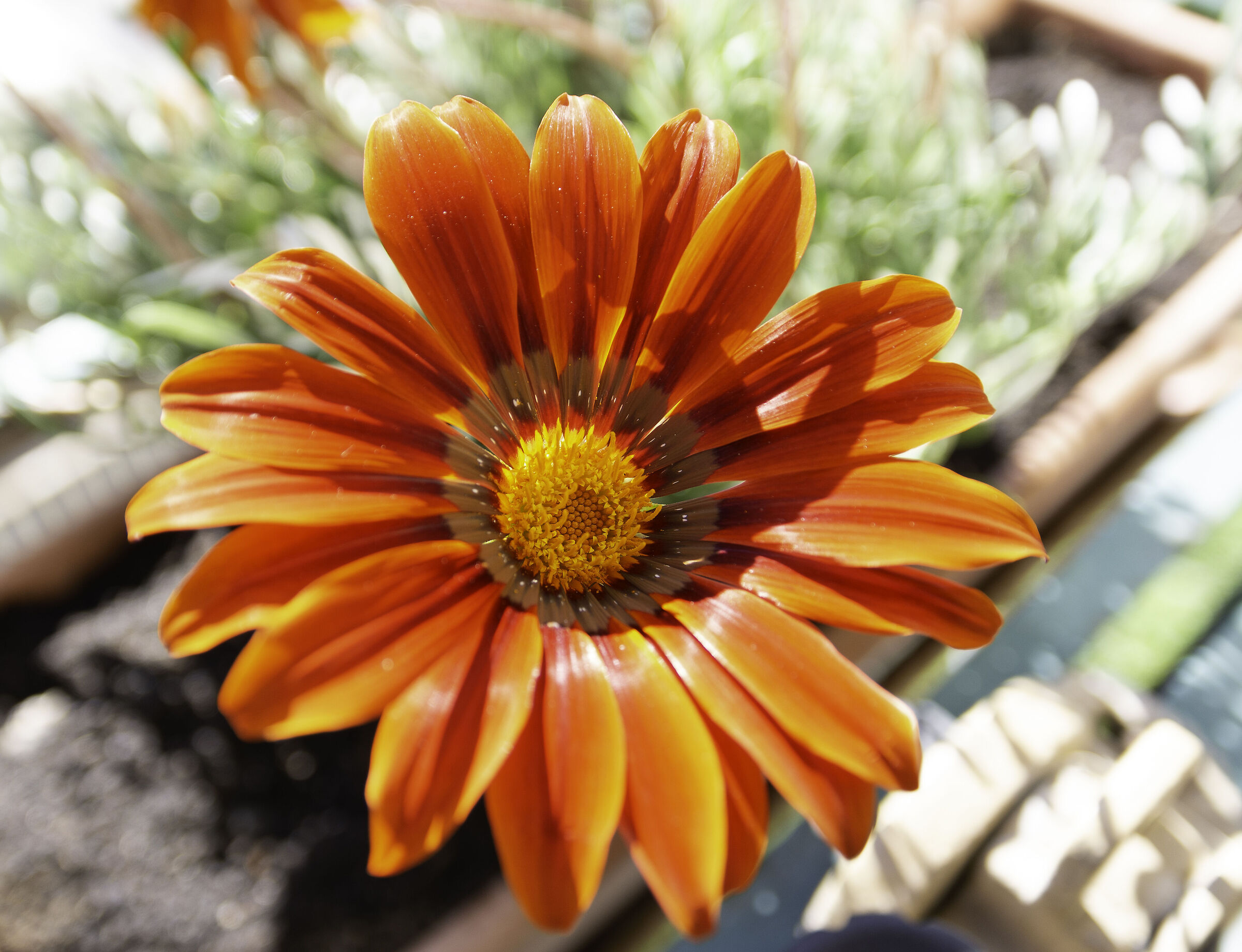 Flower 6