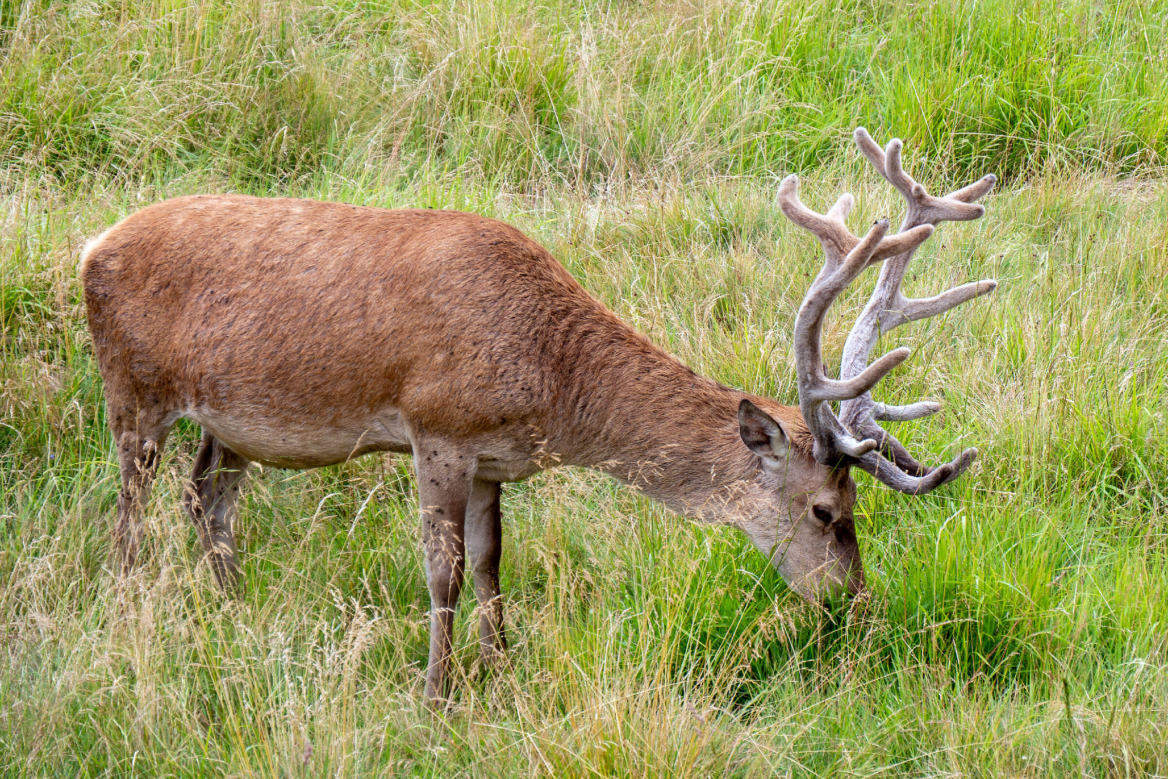 Cervi 4 - il pranzetto