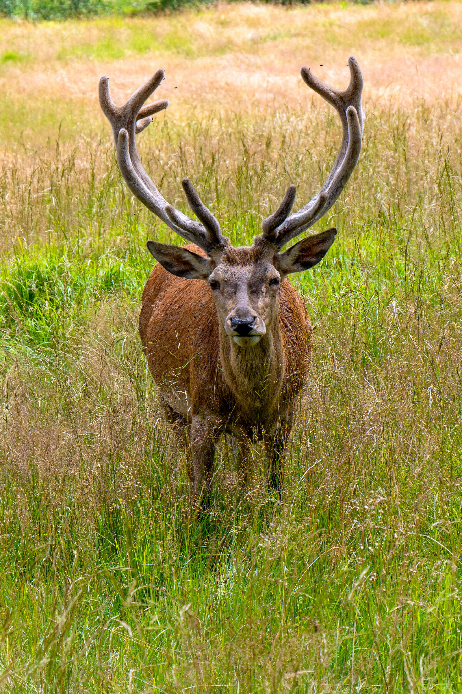Cervi 6 - il ritratto