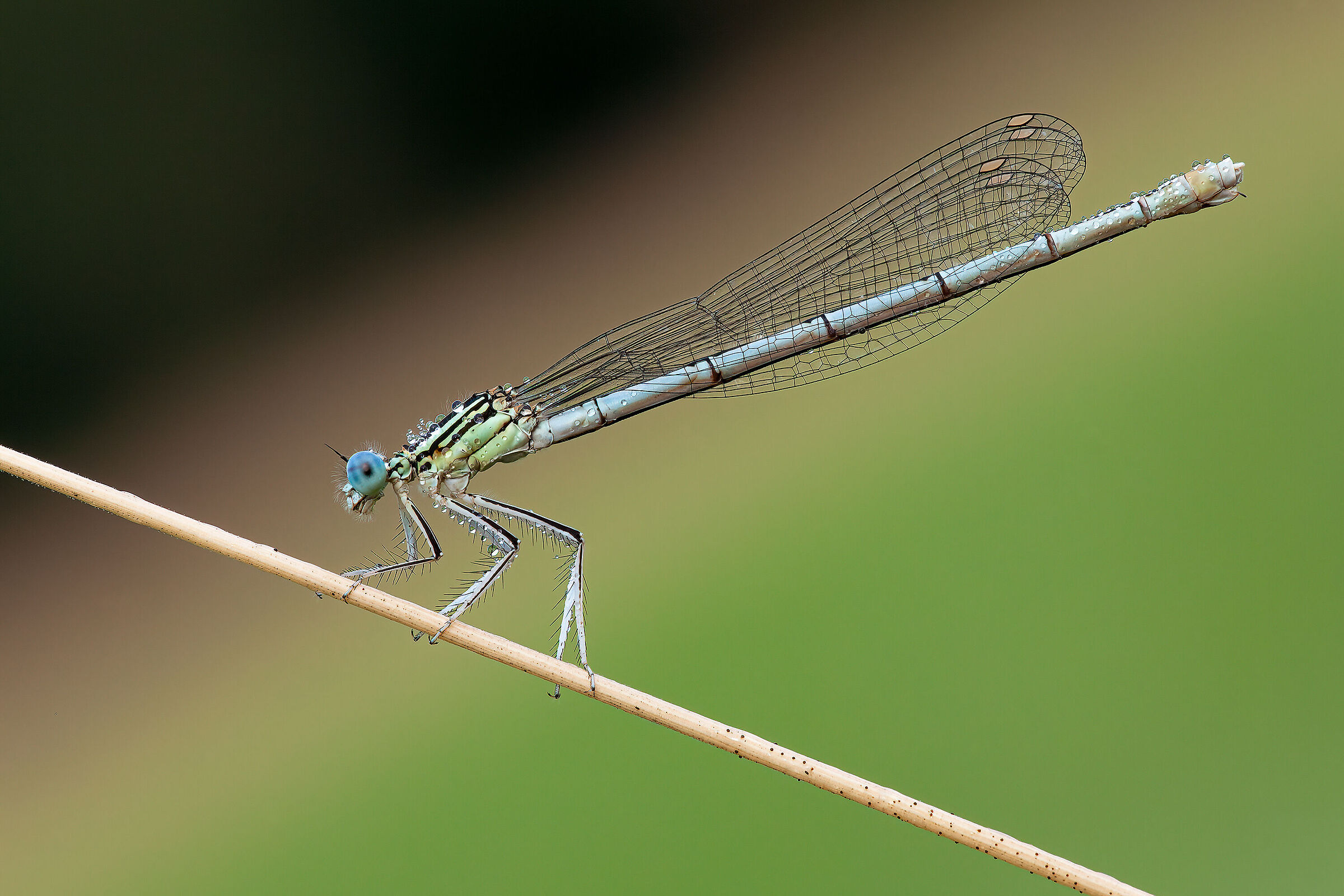 Platycnemis pennipes