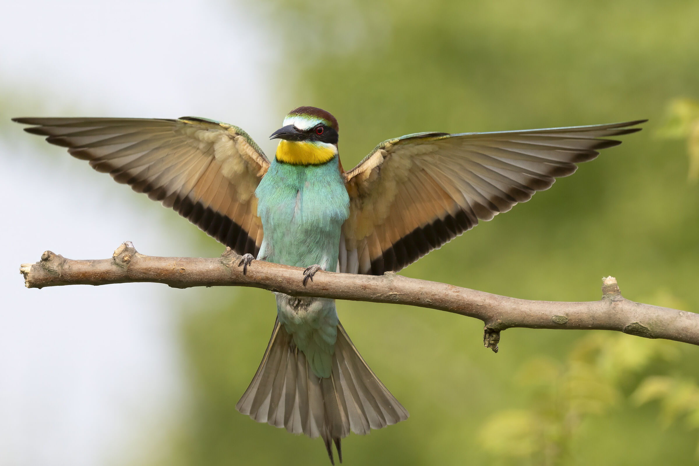 Bee-eater
