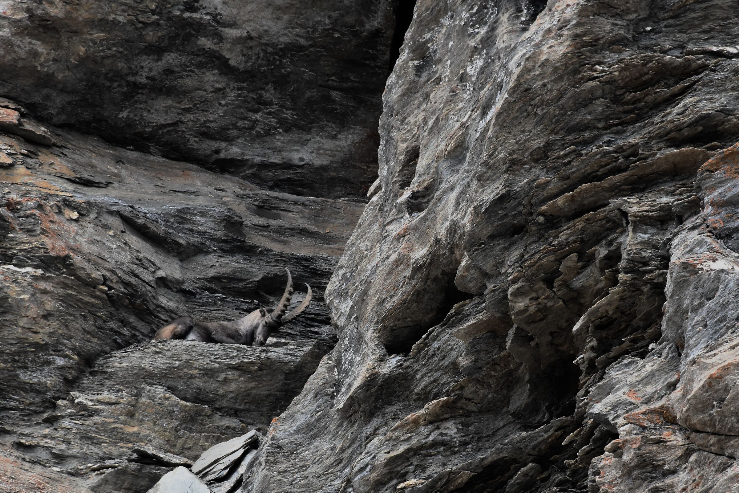 Ibex