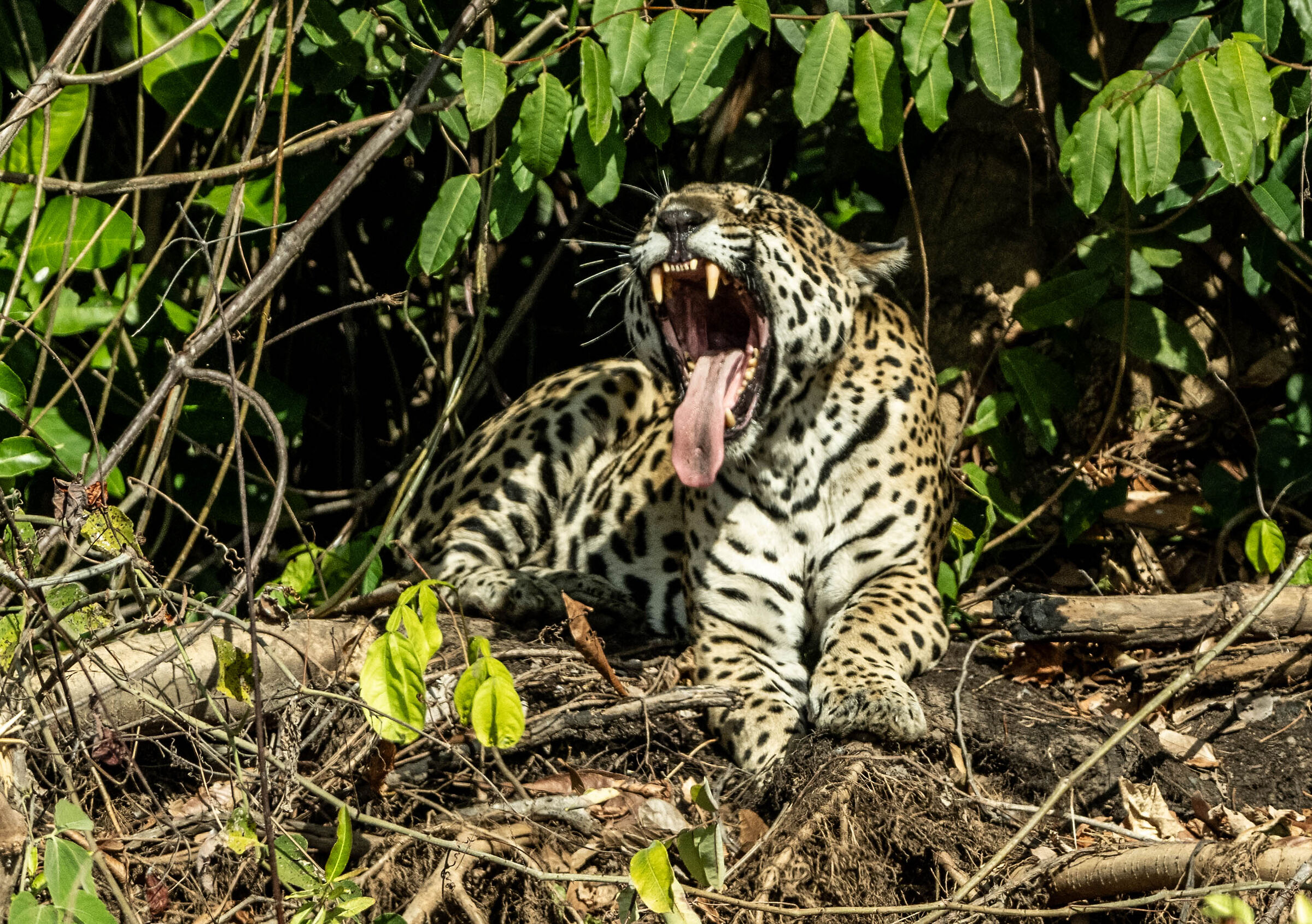 Pantanal