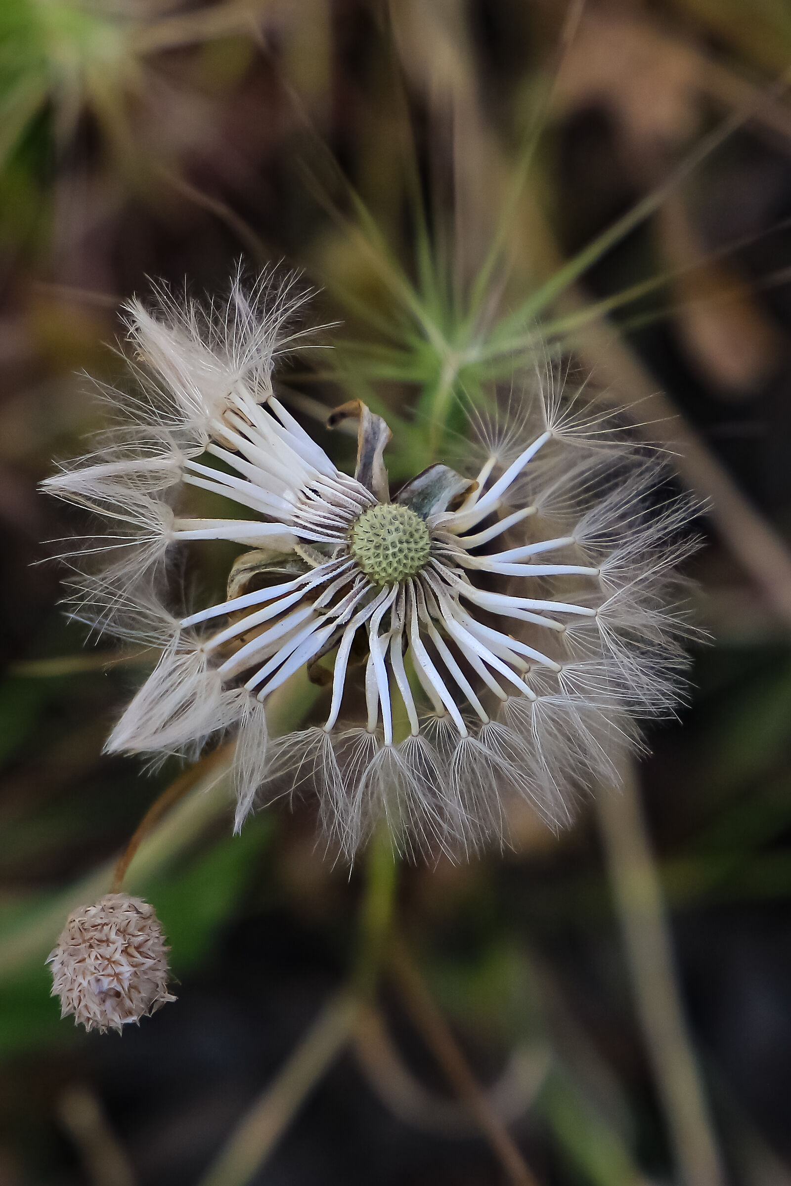 Dried flower