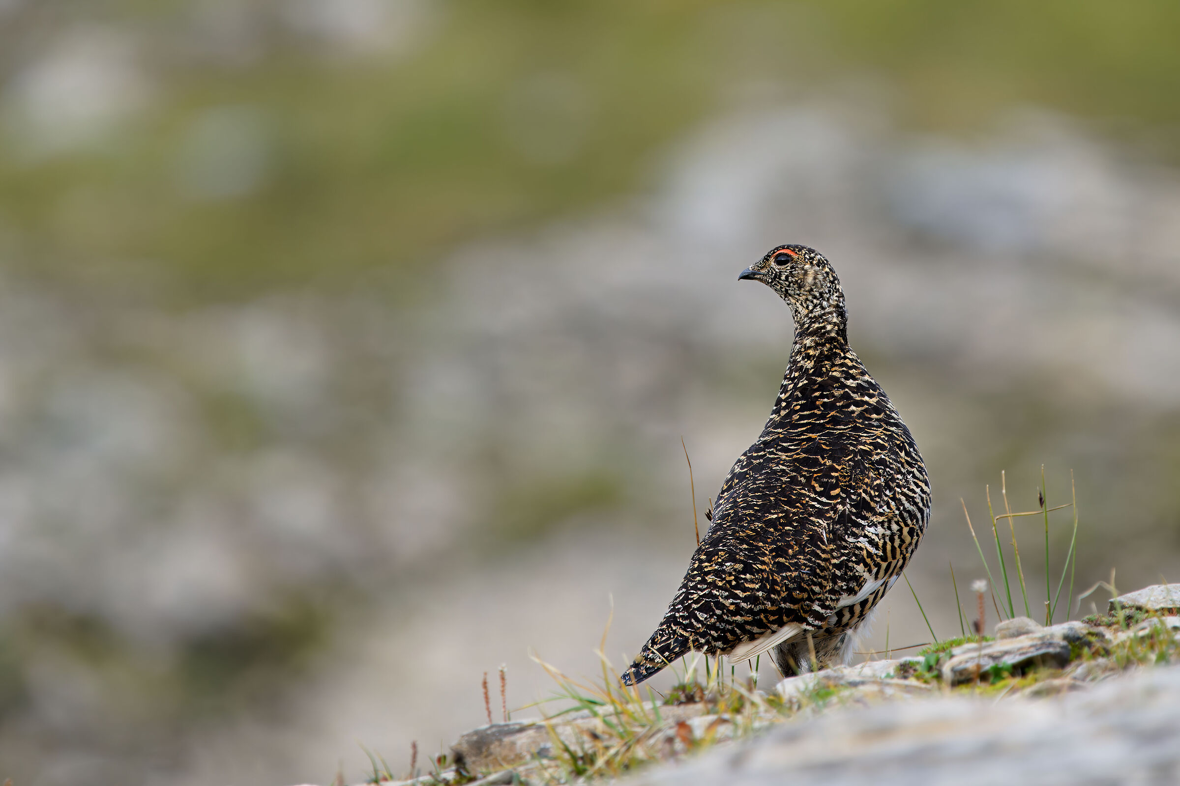 Pernice bianca (Lagopus muta)