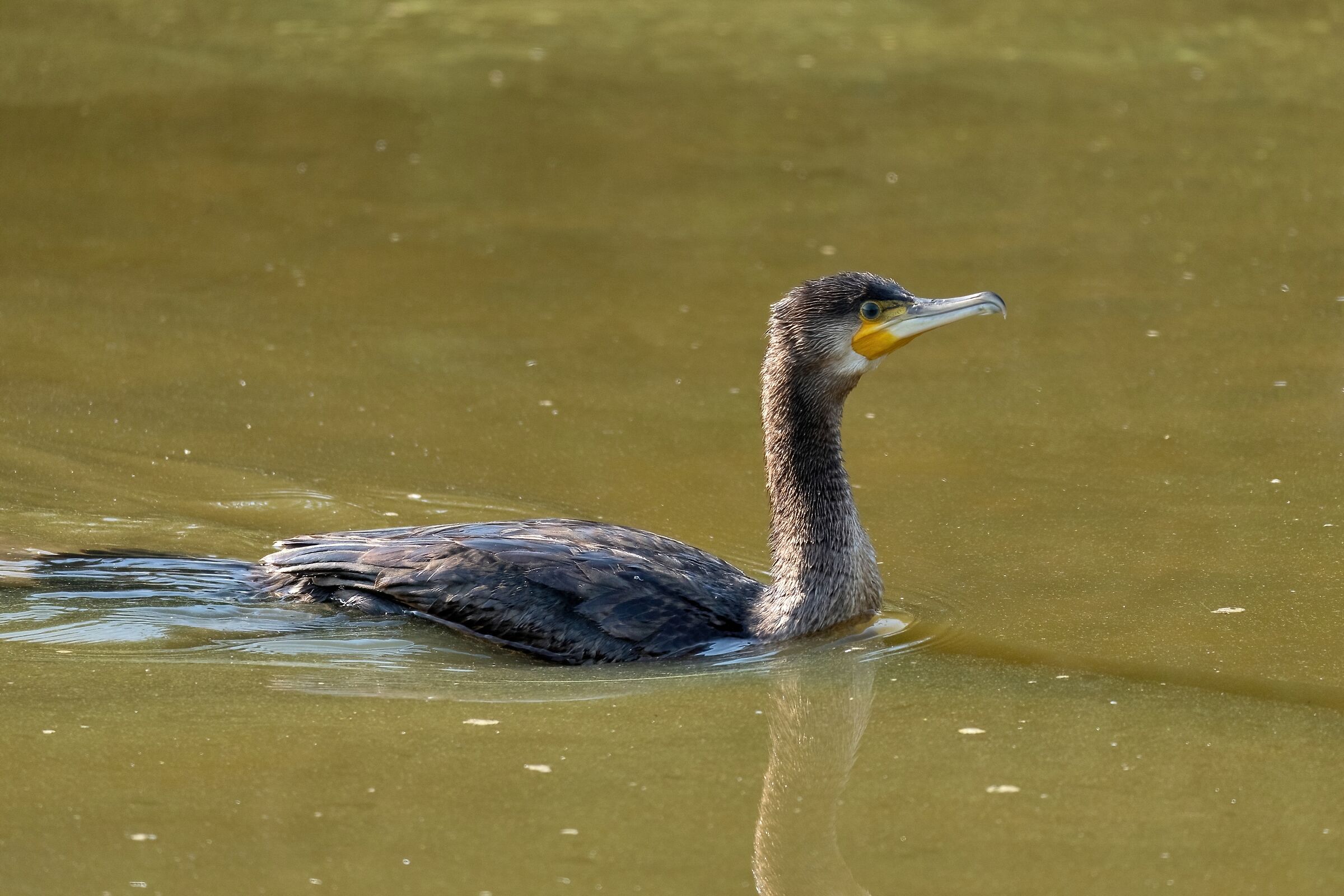 Cormorant (Phalacrocorax carbo)
