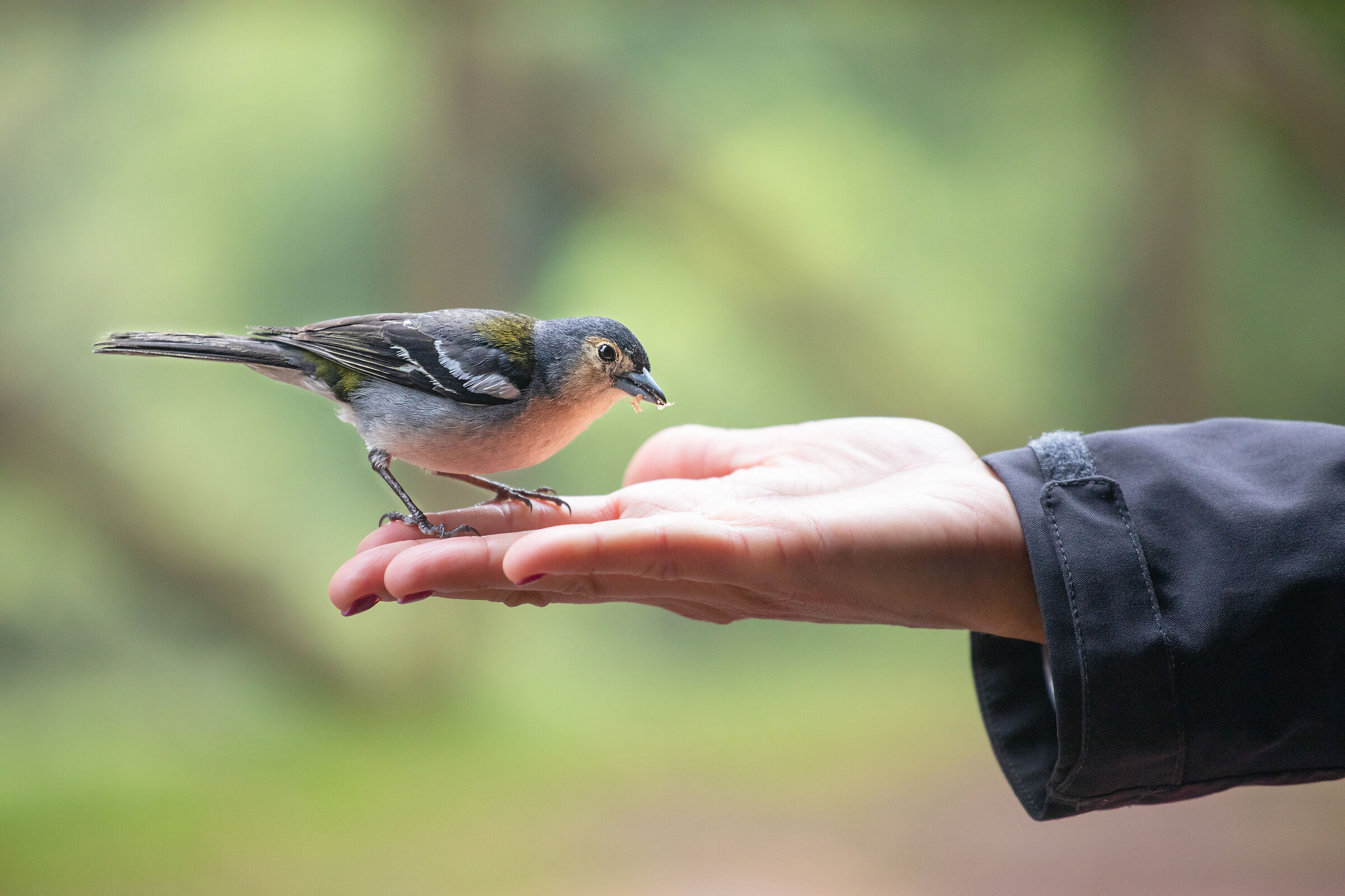 Madeira Finch