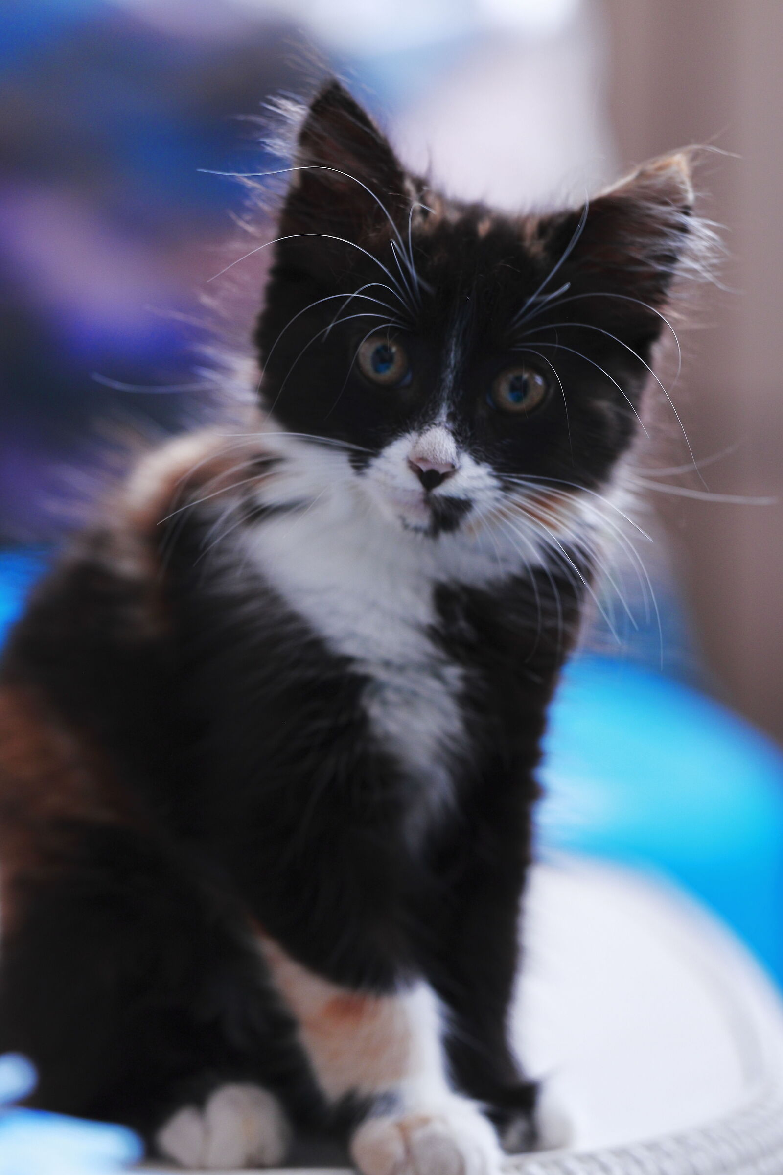 Greta