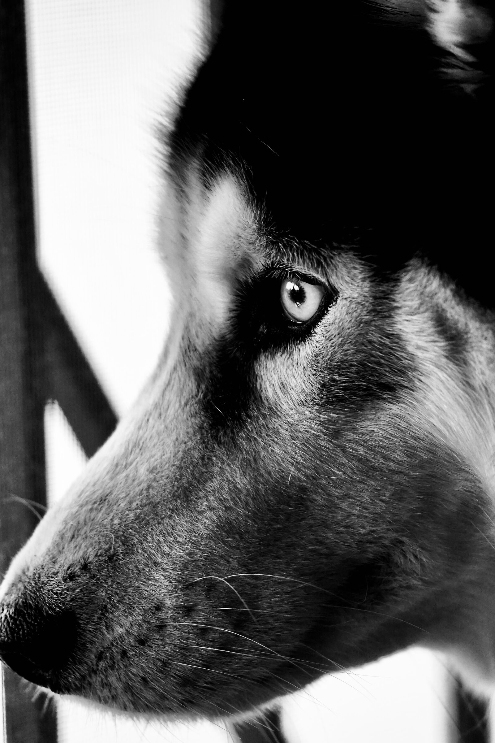 Portrait of a husky