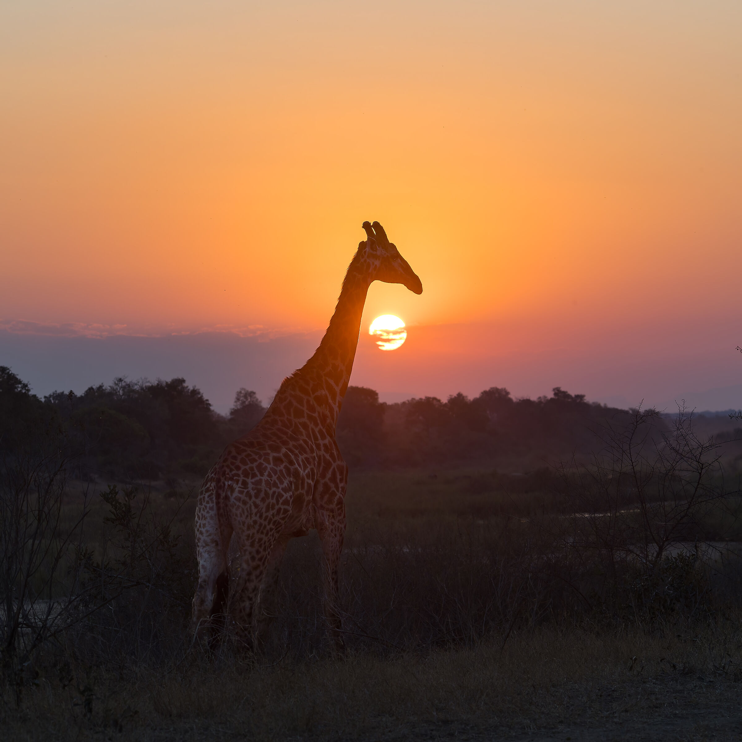 Giraffe - Kruger National Park - South Africa
