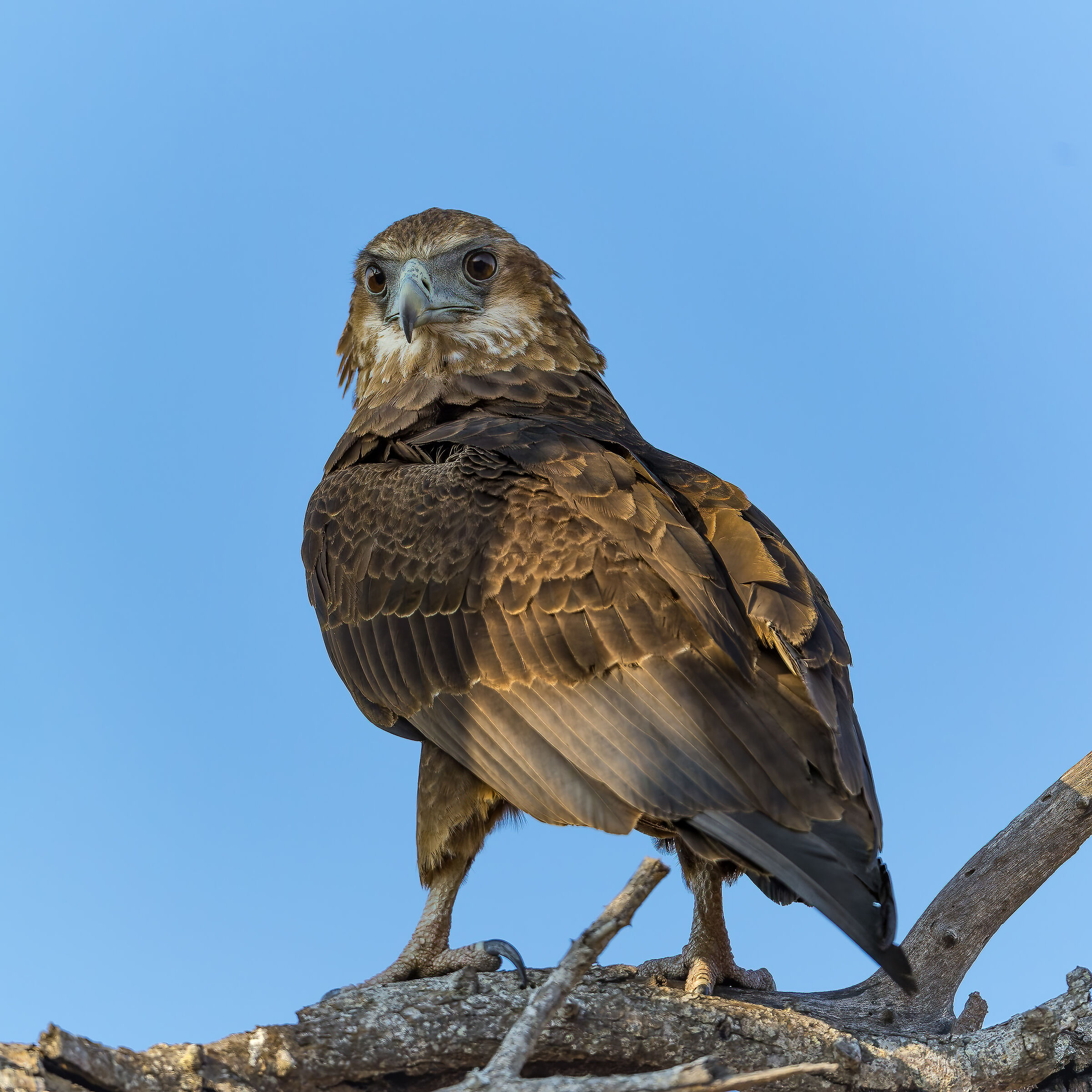 Juv juggling falcon - Kruger National Park - South Africa