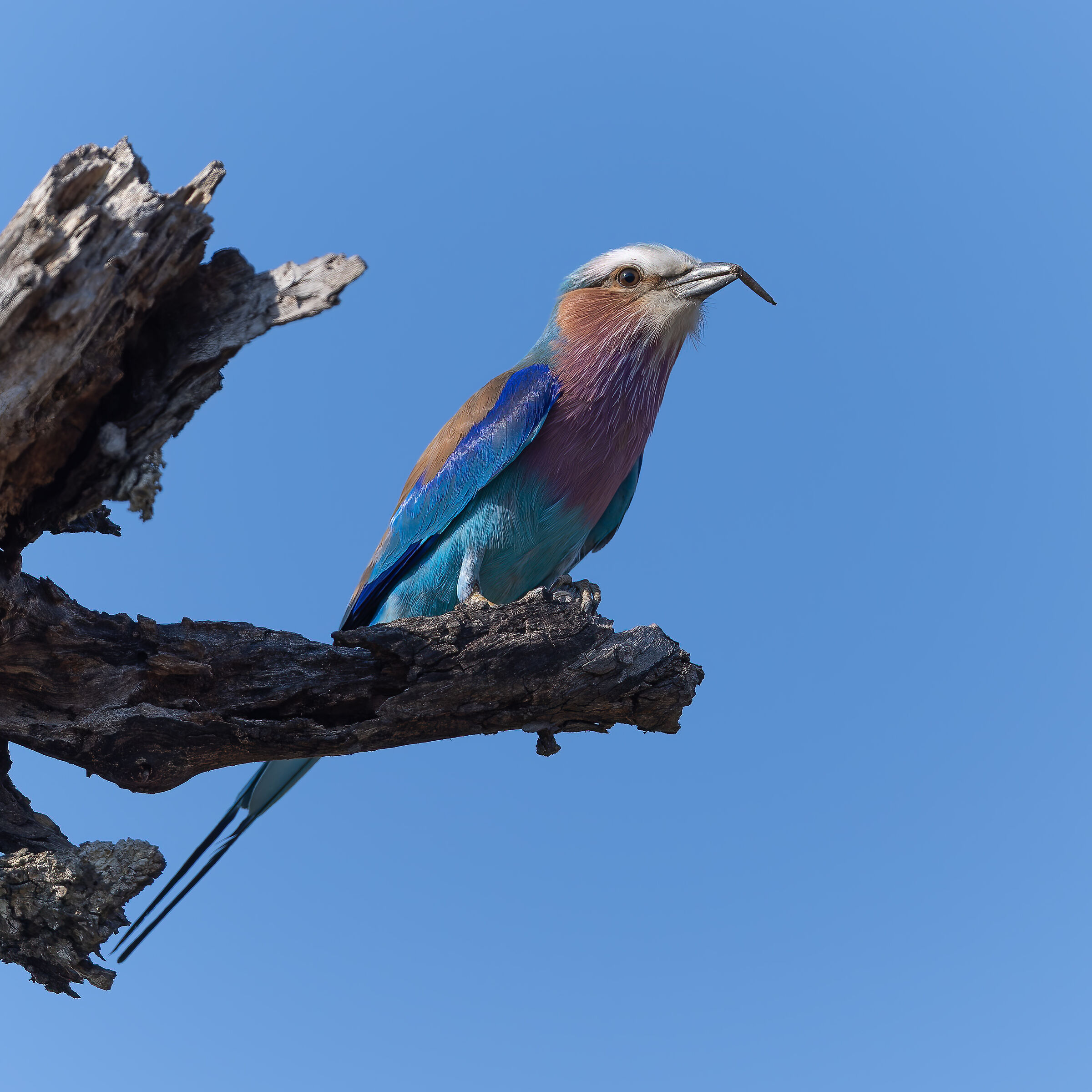 Breastplate Jay - Kruger National Park - South Africa
