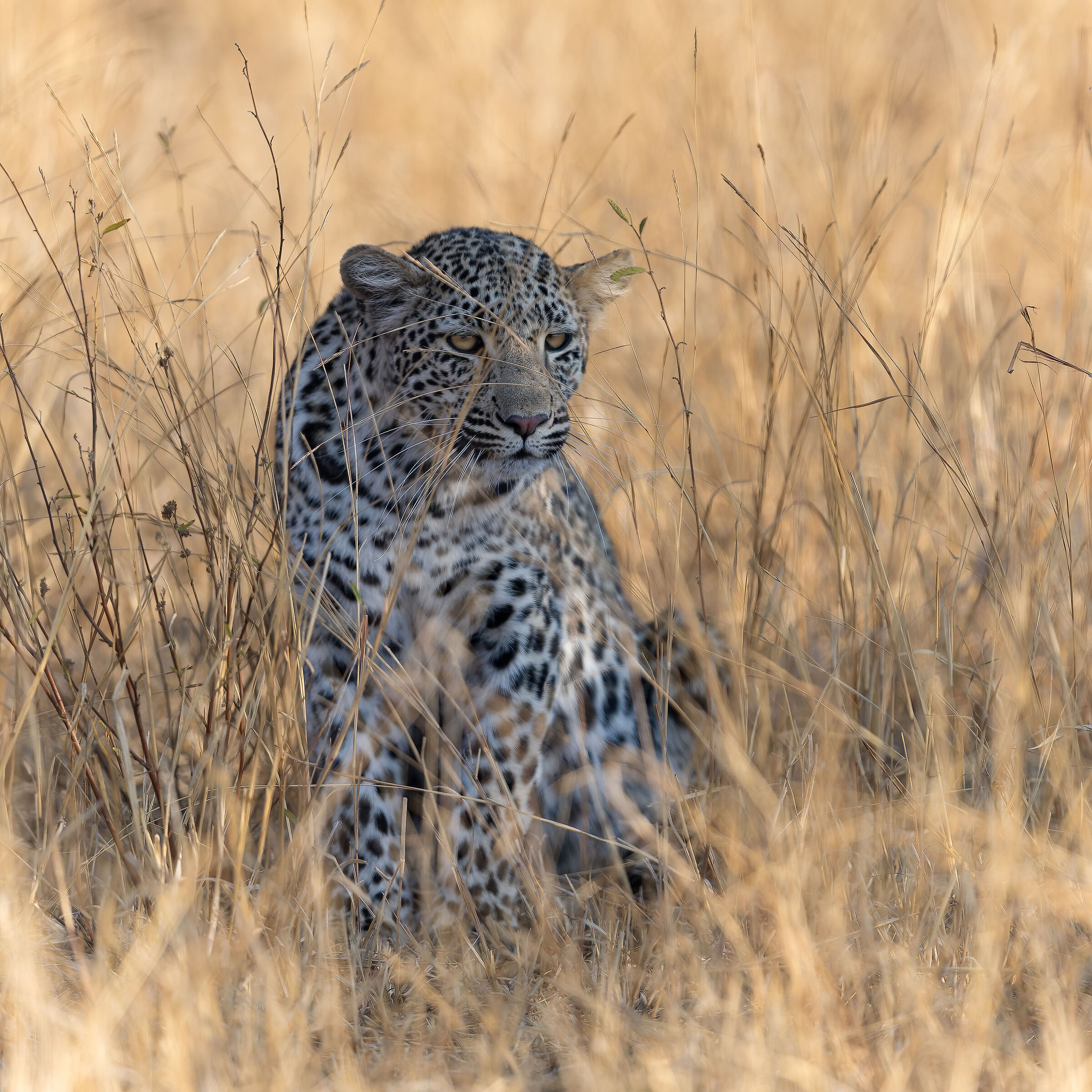 Leopard - Kruger National Park - South Africa