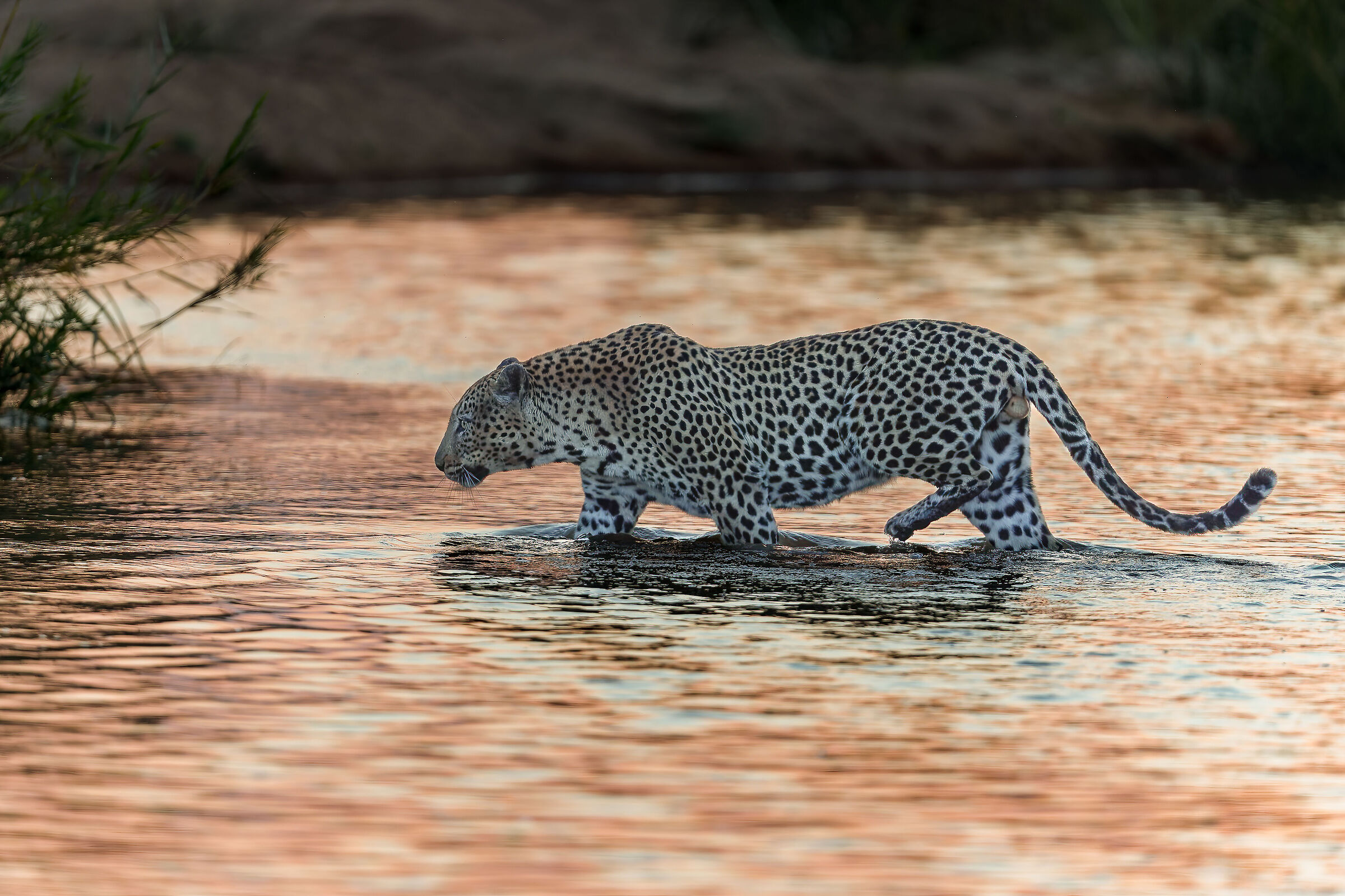 Leopard - Kruger National Park - South Africa