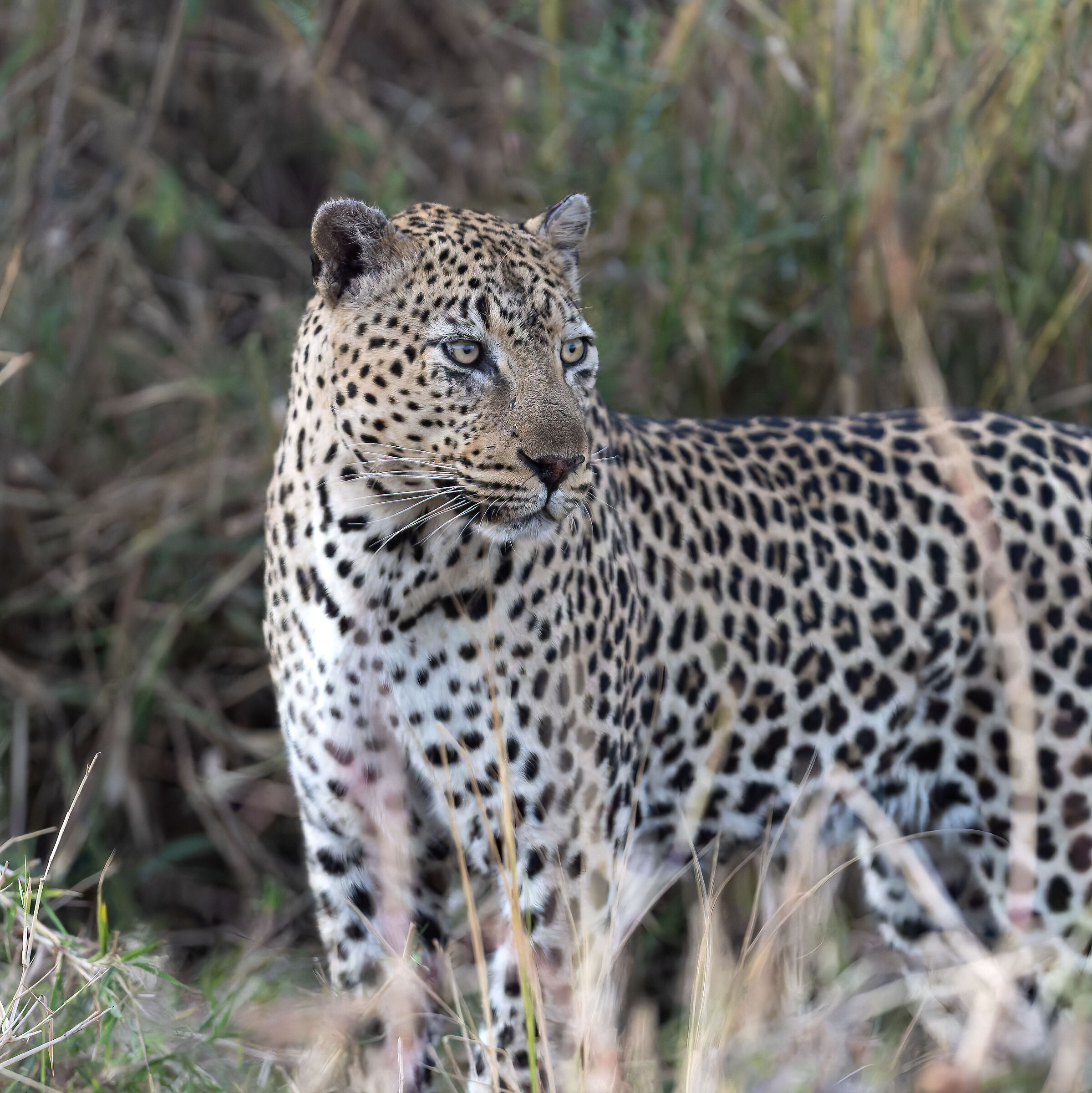 Leopard - Kruger National Park - South Africa