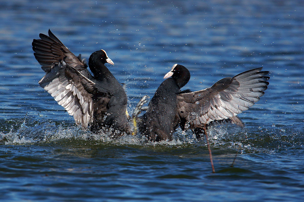 Scuffle between Coots