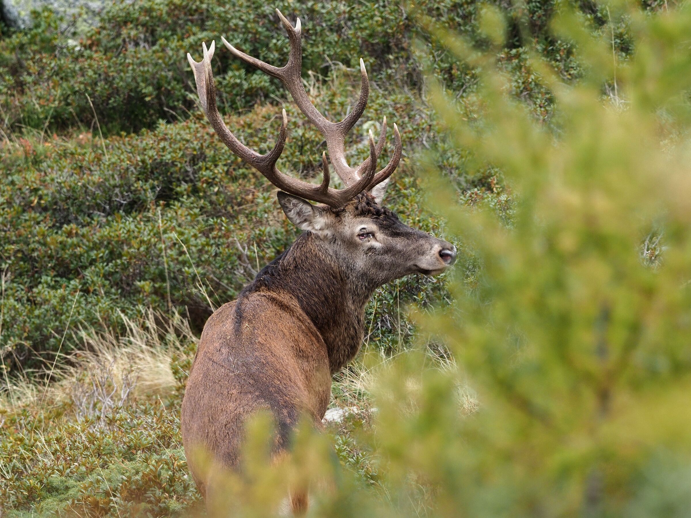 Deer