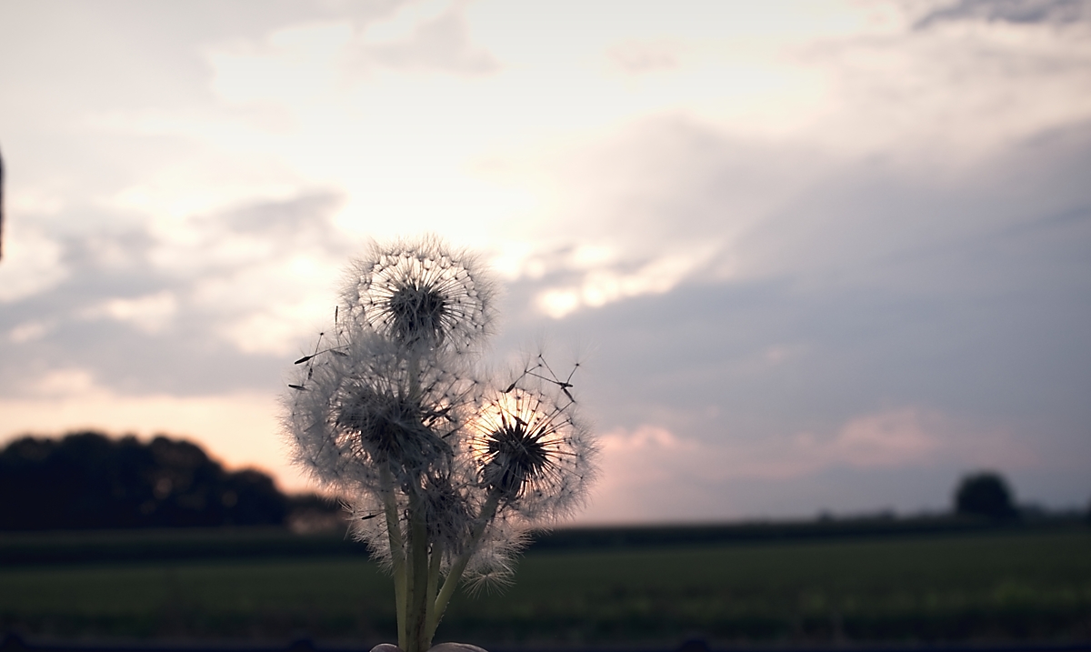 dandelion