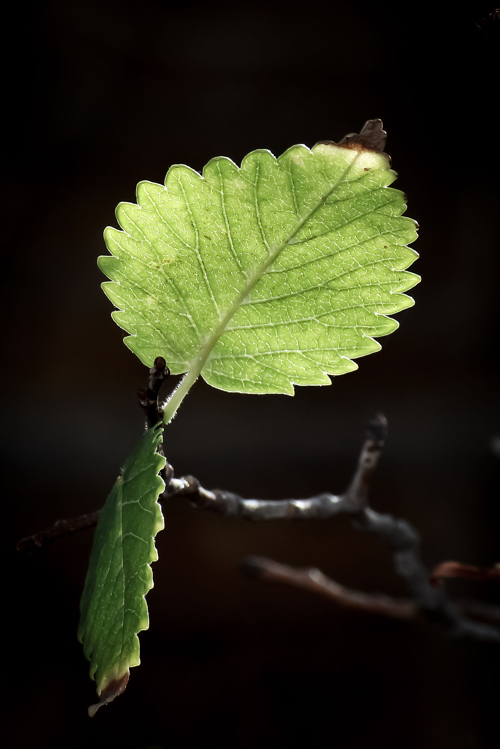 Leaves
