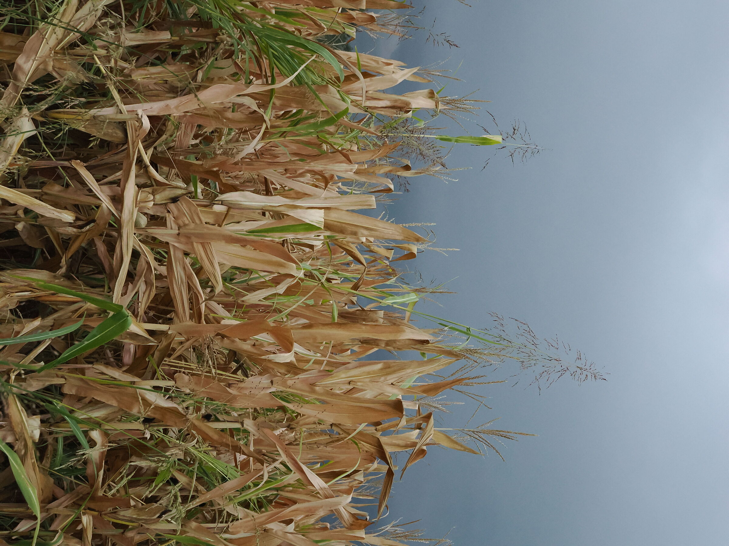 Corn and sky lead