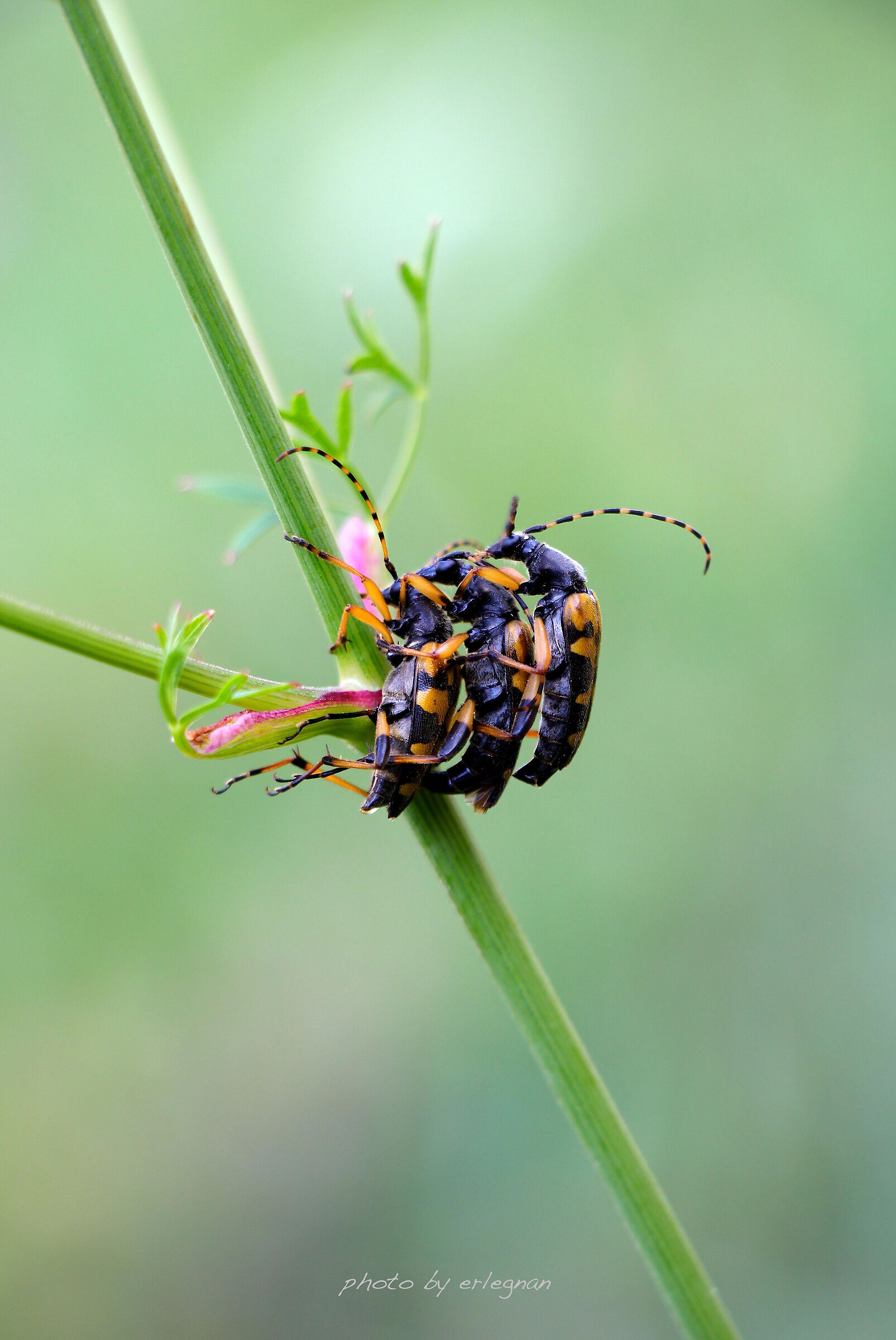 Rutpella Maculata