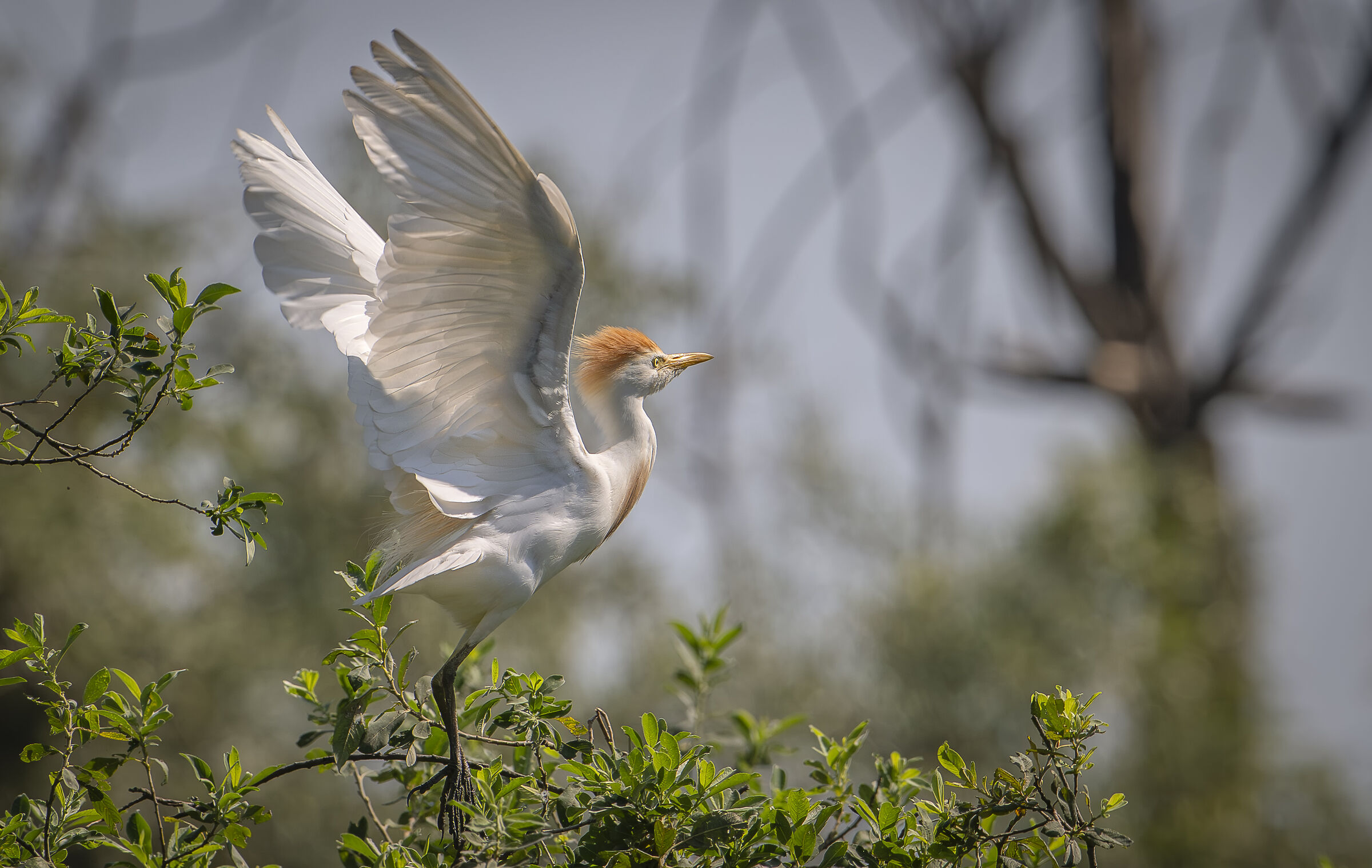 Cattle egret