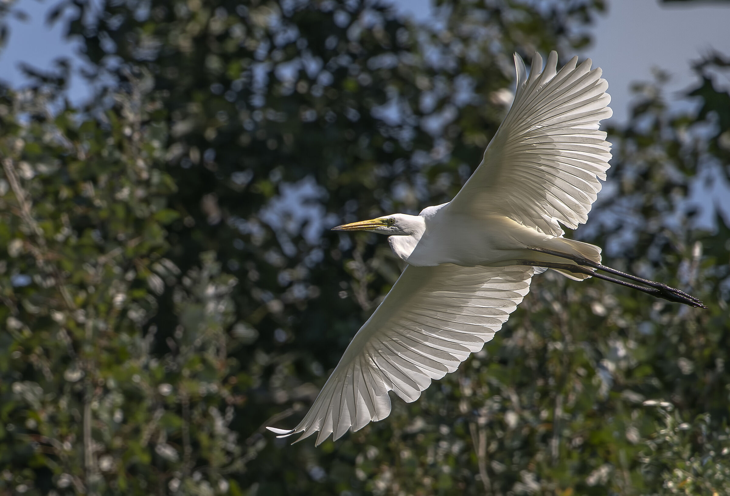 White Heron
