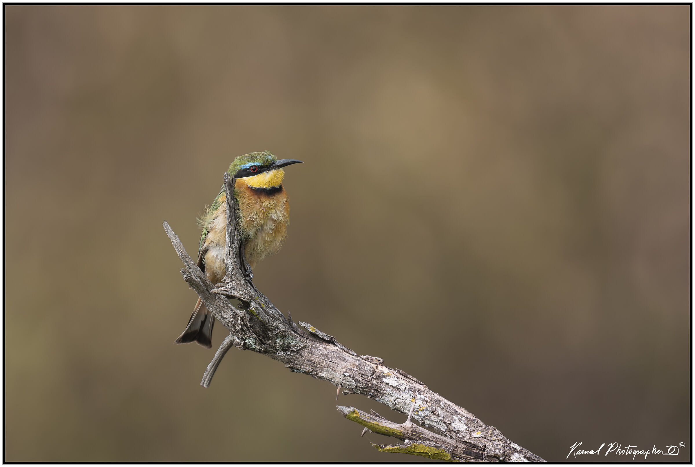 Bee-eater (Merops pusillus)