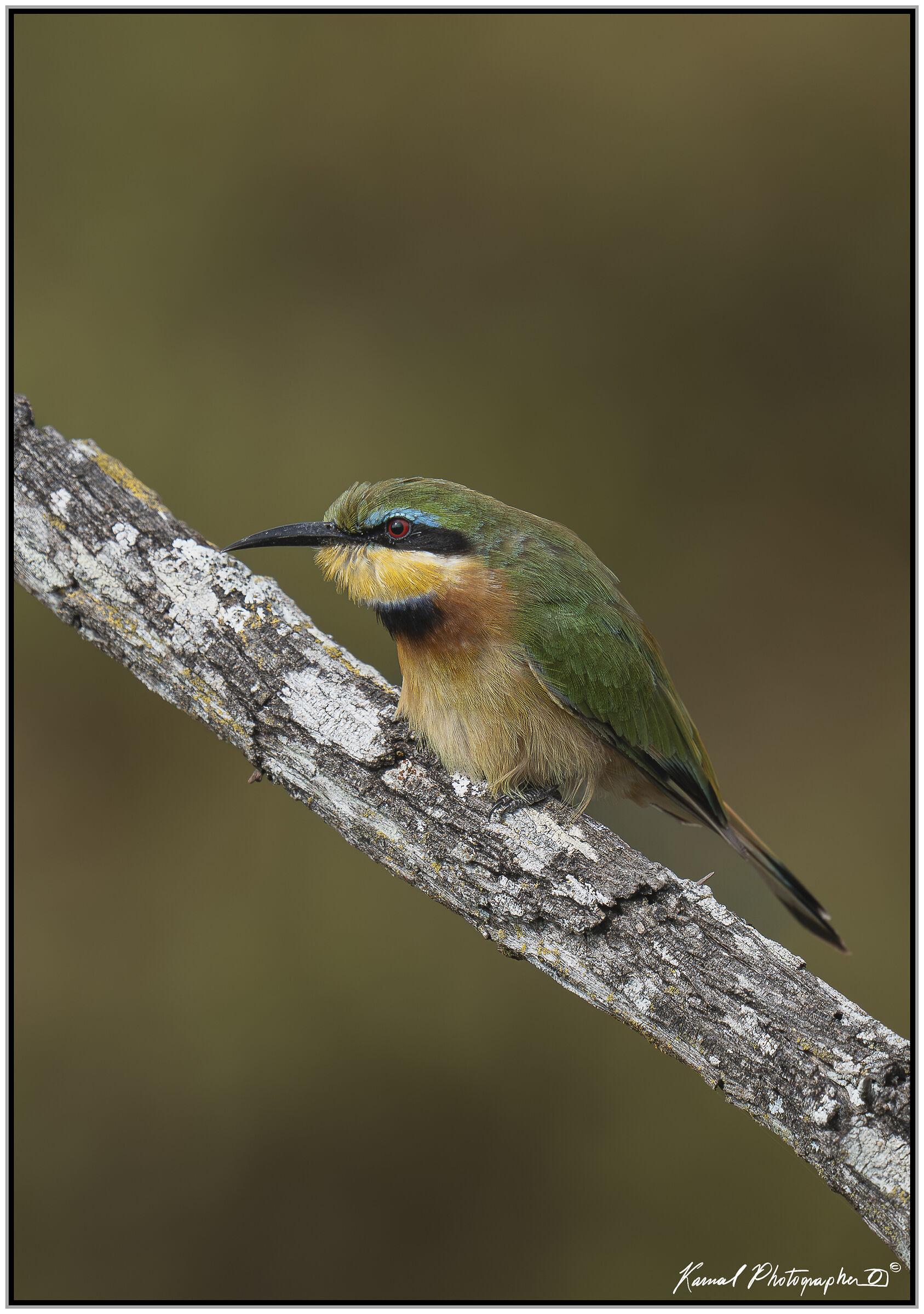Bee-eater (Merops pusillus)