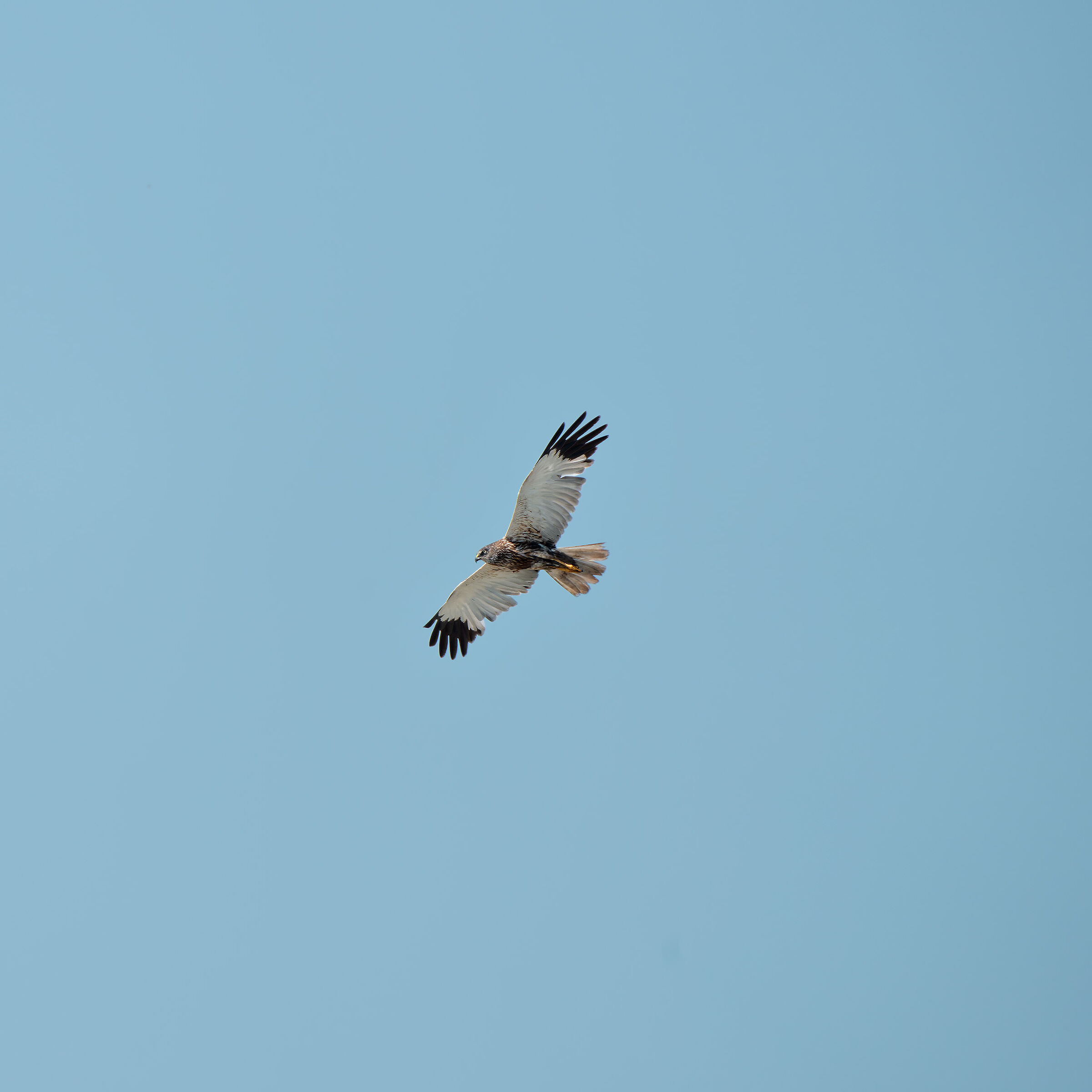 Marsh Harrier (m)